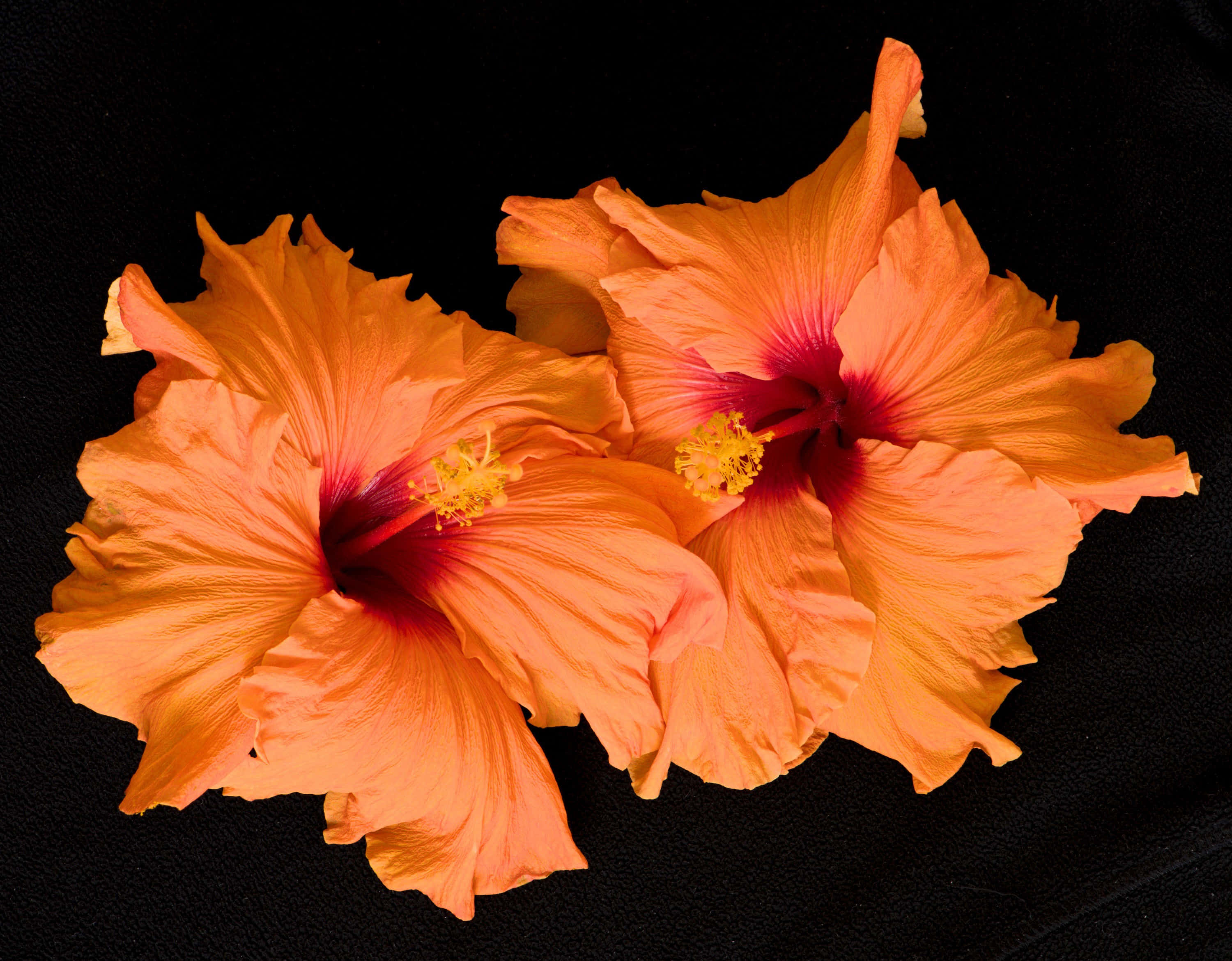 দুটি কমলা হিবিস্কাস ফুল ওয়ালপেপার