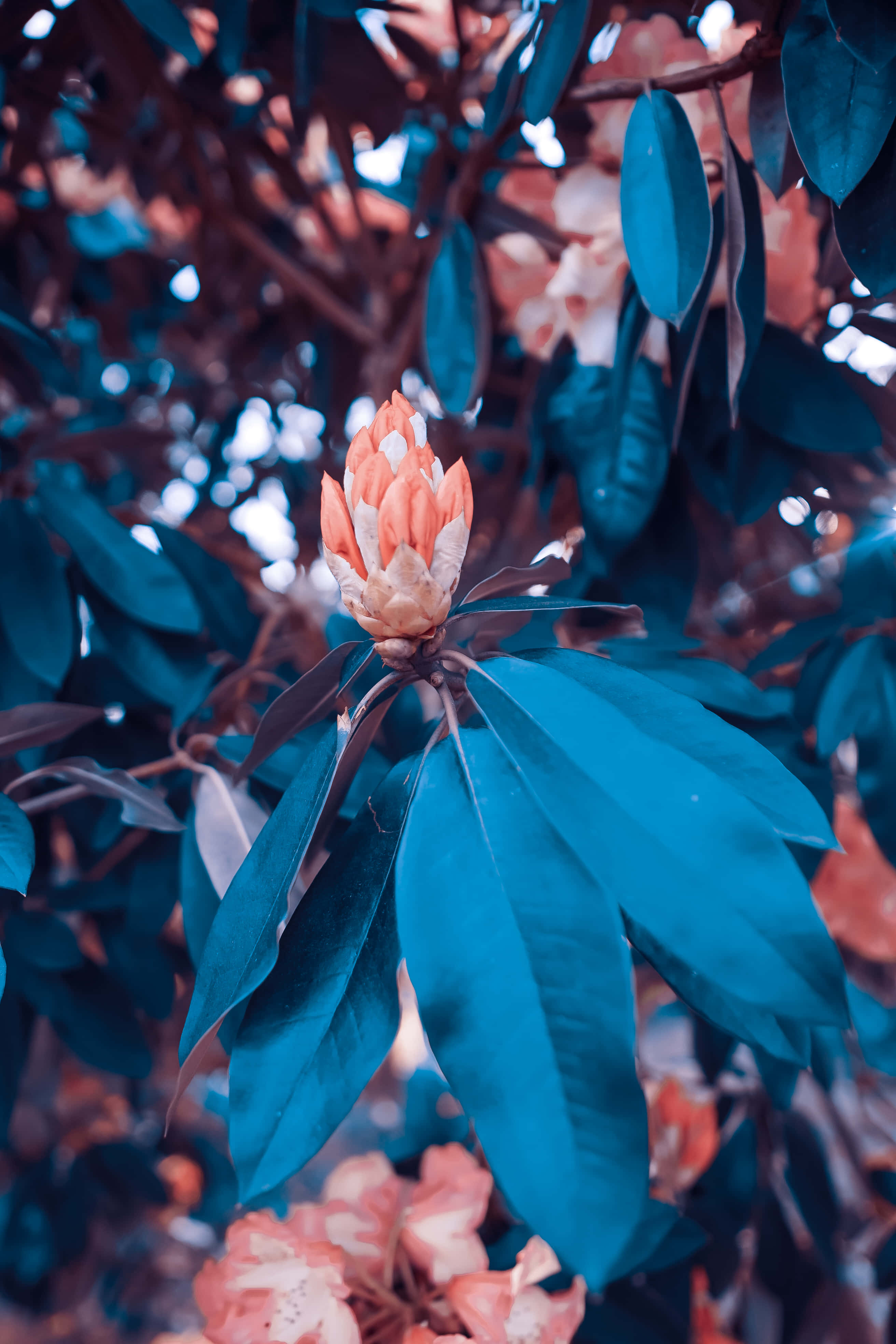 দৈনন্দিন জীবনে অনন্যতা খুঁজুন ওয়ালপেপার