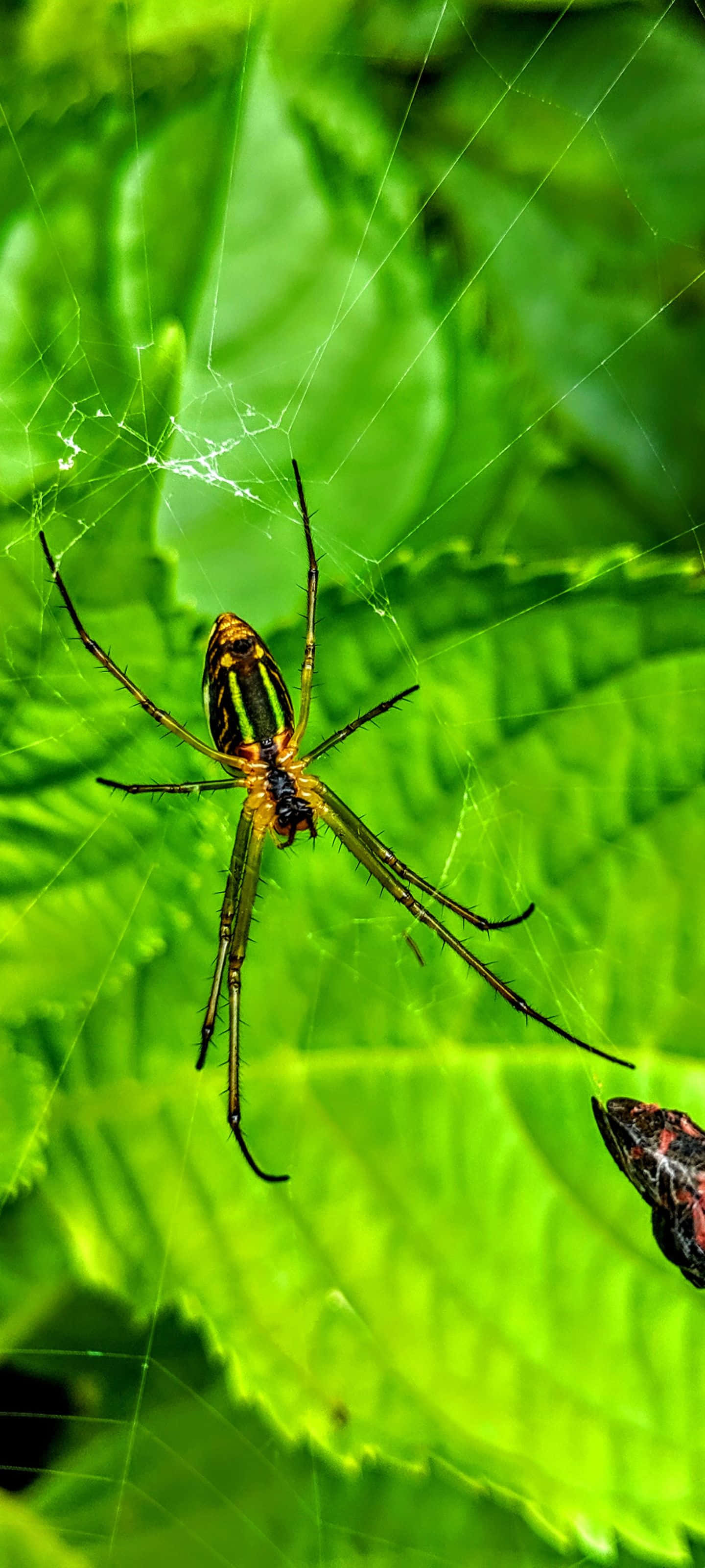ধূসর ও গোলাপী ঢেউ ওয়ালপেপার