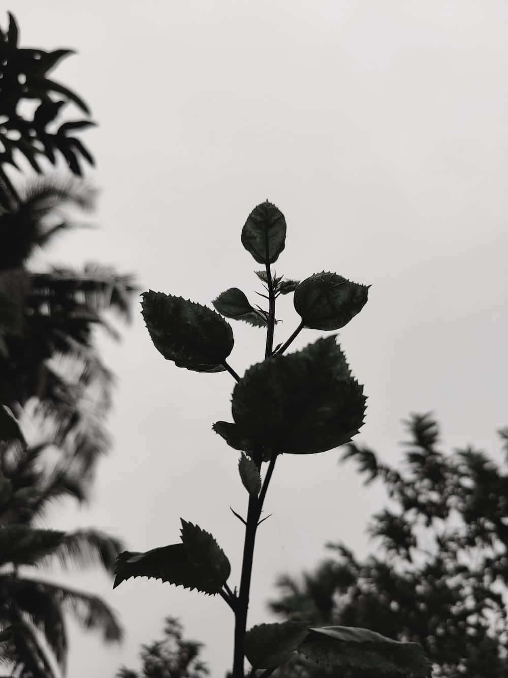 “ধূসর টোনে আপনার শান্তি খুঁজে নিন।" ওয়ালপেপার