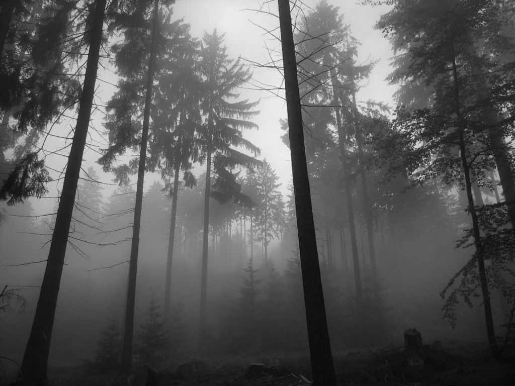 ধূসর নান্দনিক ডেস্কটপ কুয়াশা গাছ ওয়ালপেপার
