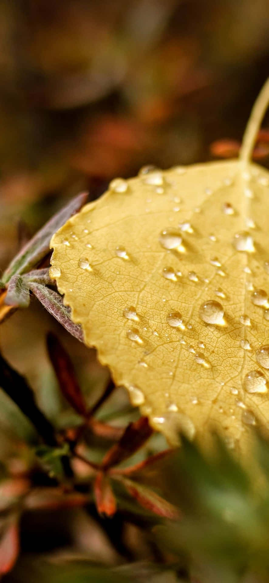 নতুন আইফোন ১৩ মিনি উপস্থাপন ওয়ালপেপার