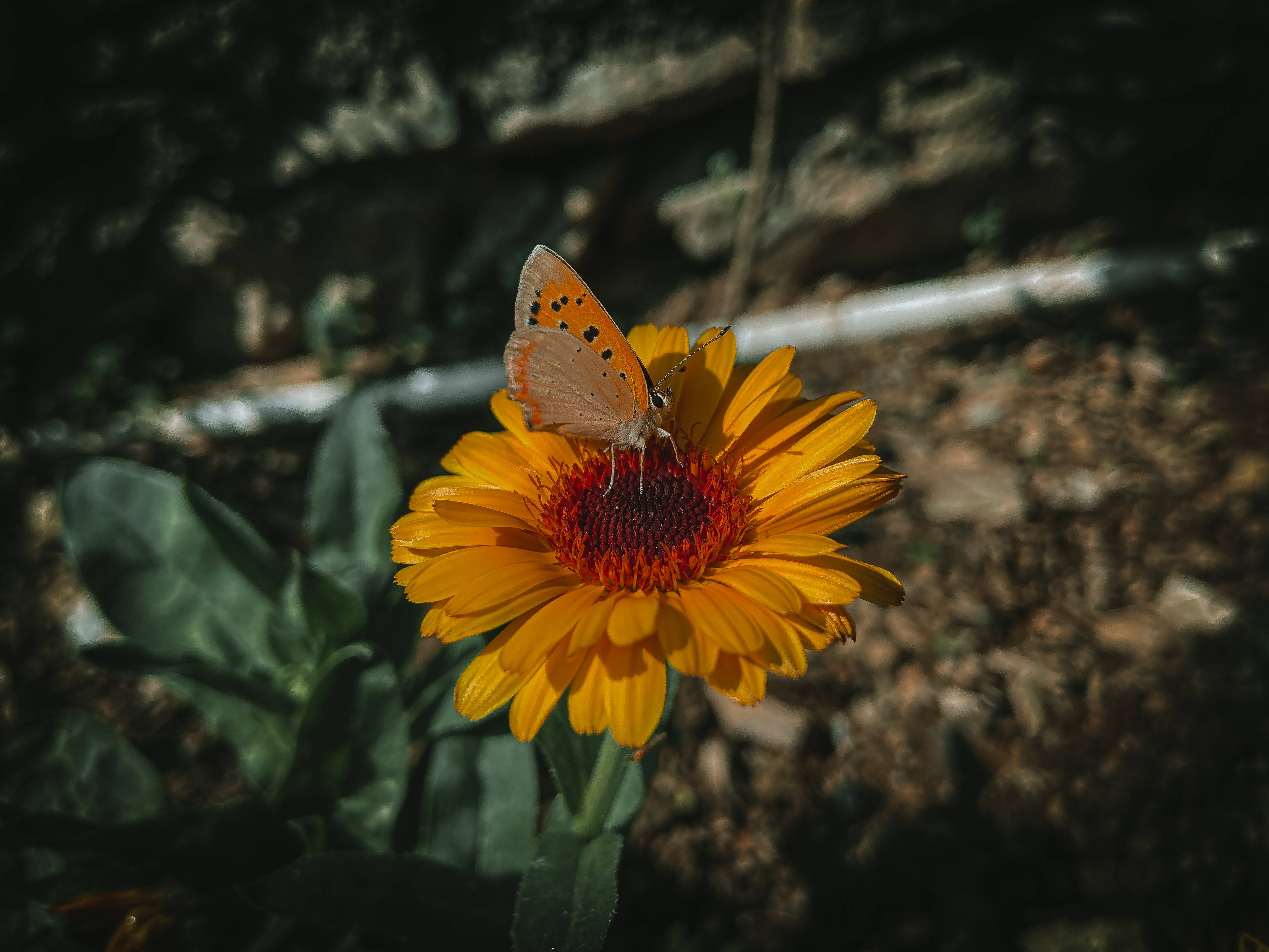 নান্দনিক প্রজাপতি ফটোগ্রাফি ওয়ালপেপার