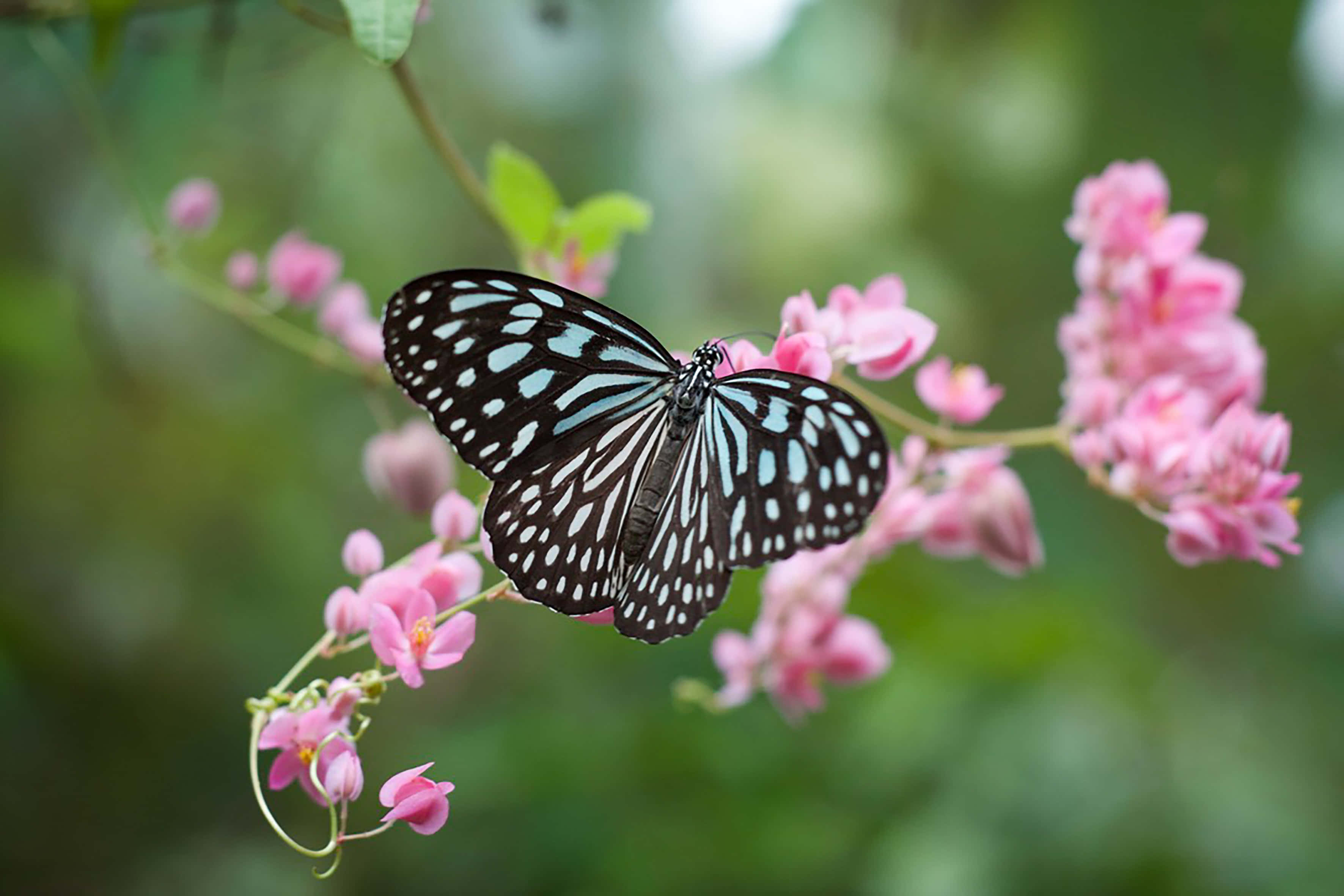 নান্দনিকভাবে সুন্দর প্রজাপতি ওয়ালপেপার