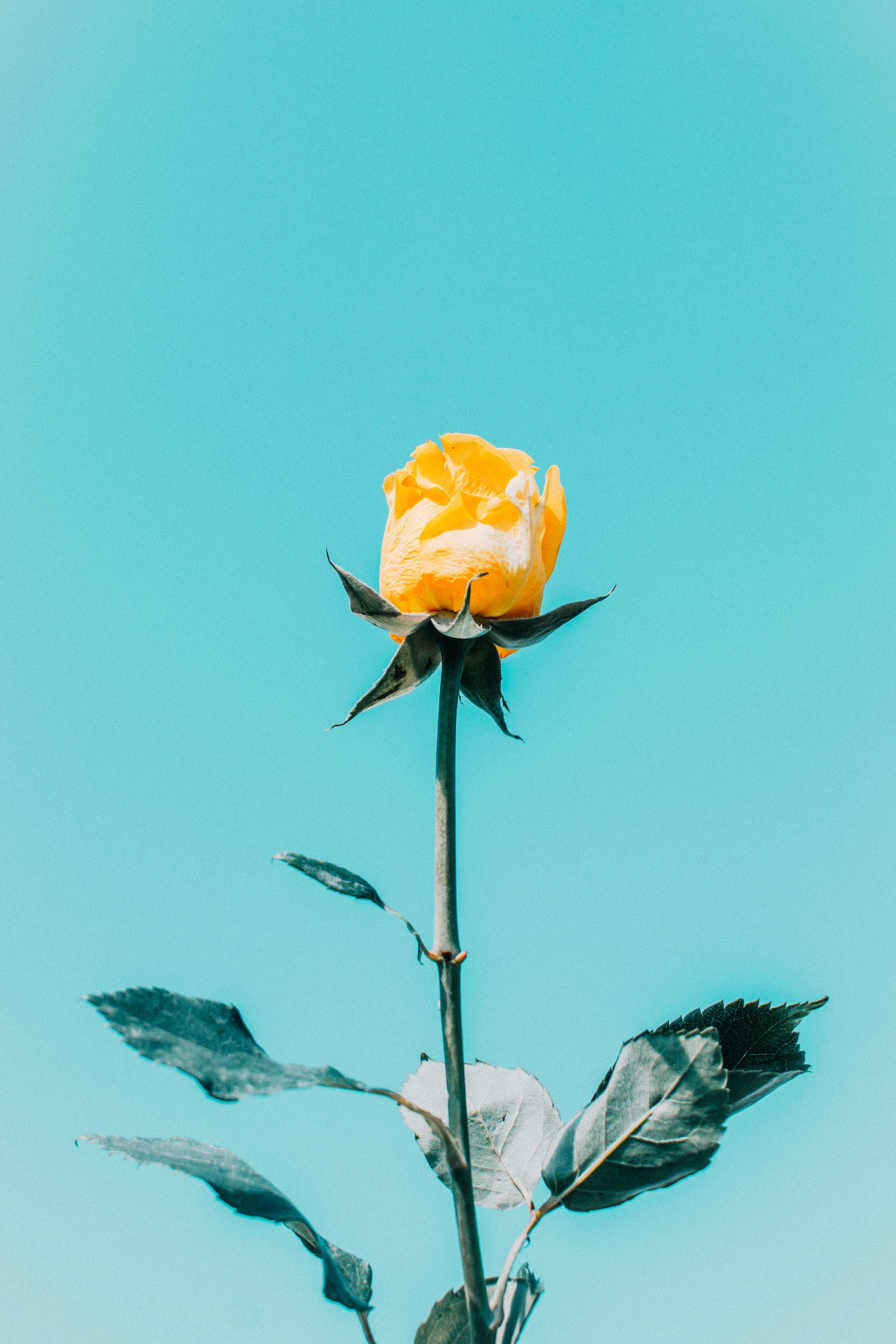 নীল আকাশে হলুদ গোলাপের নান্দনিকতা ওয়ালপেপার