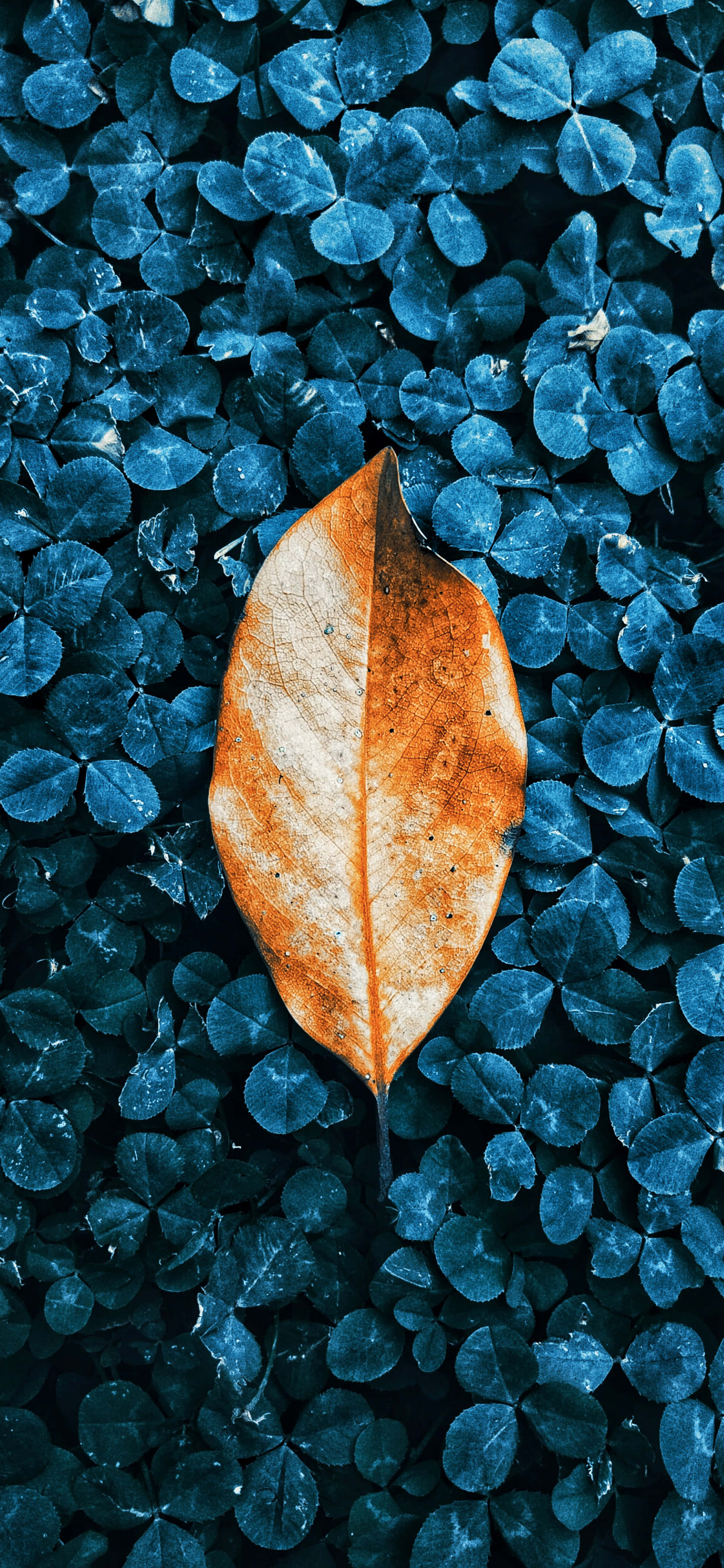 নীল ঝোপের ওপর পড়া পাতা সহ আইফোন ওয়ালপেপার