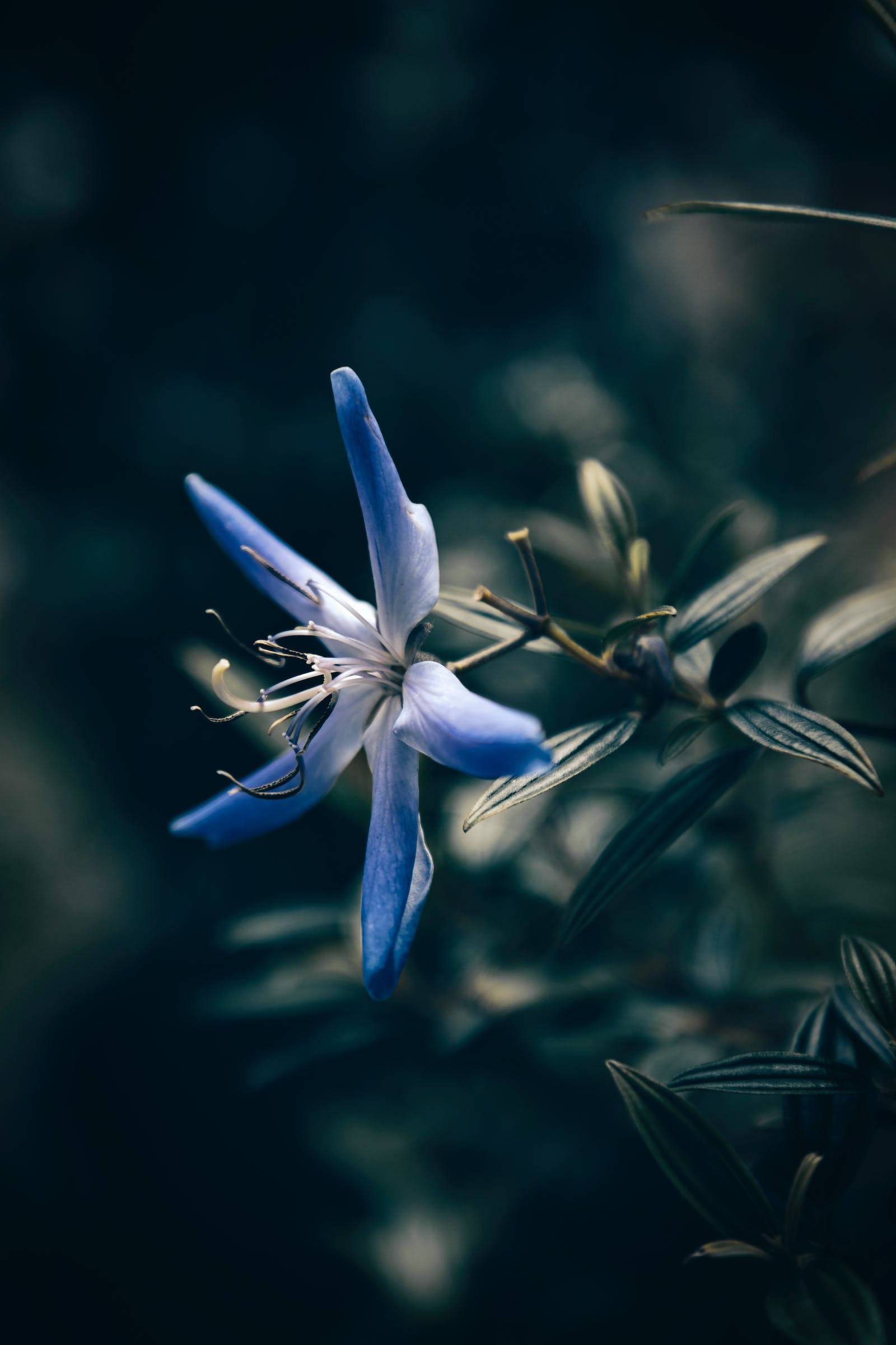 নীল তারা ফুলের আইফোন ওয়ালপেপার