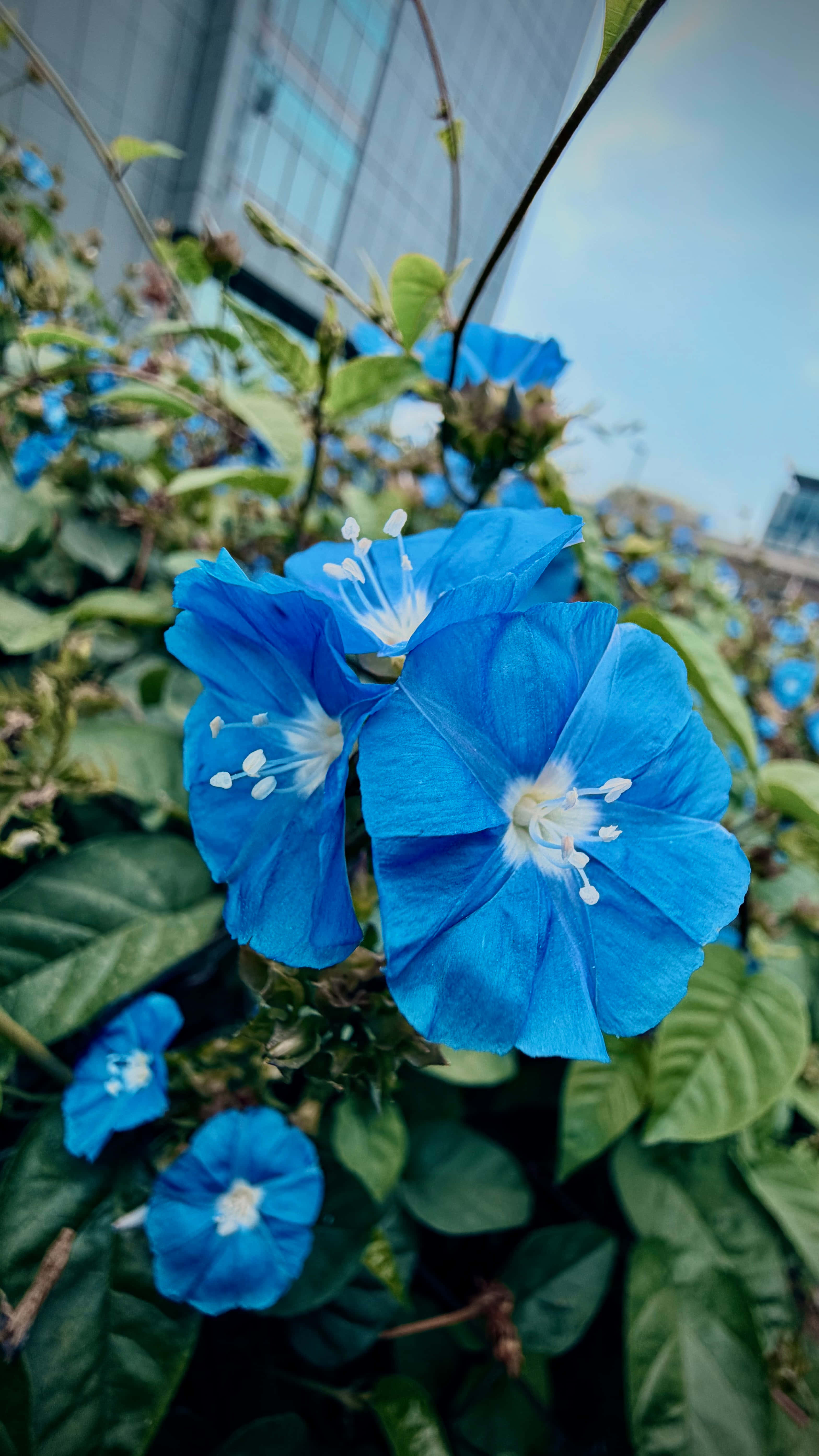 নীল ফুল ওয়ালপেপার
