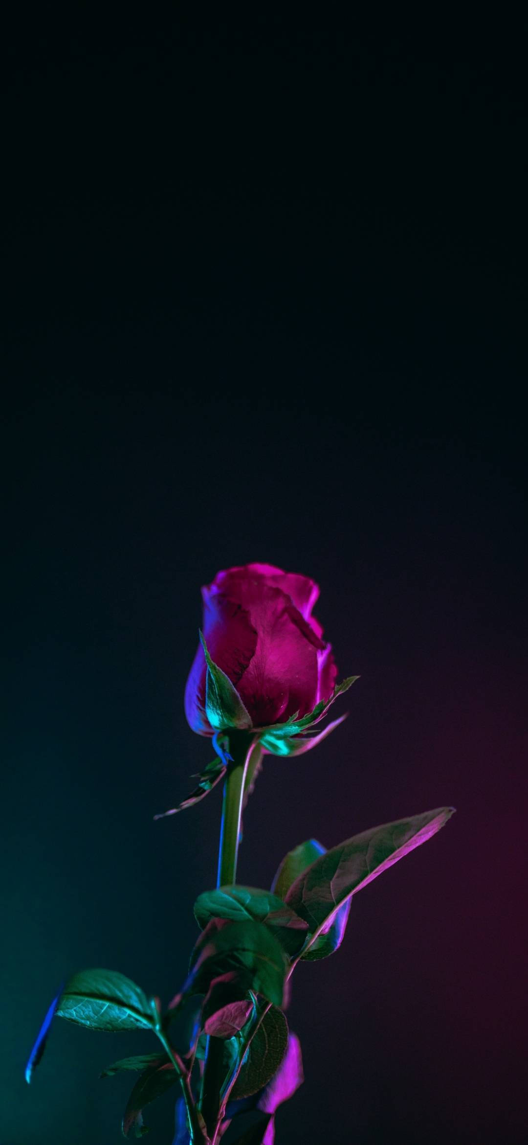 নোট ১০ প্লাস রেড রোজ ওয়ালপেপার