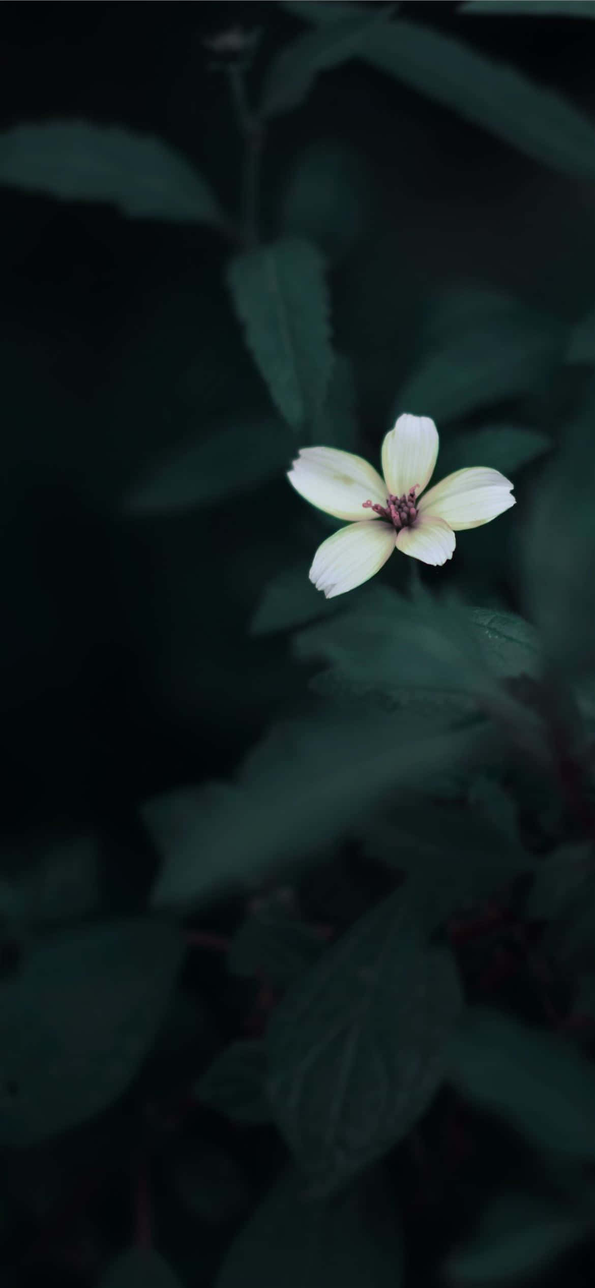 ন্যূনতম নকশার একটি নান্দনিক আইফোন ওয়ালপেপার