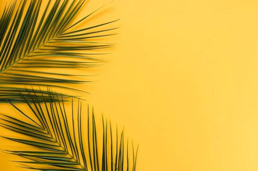 ন্যূনতম নান্দনিক পাম পাতা ওয়ালপেপার