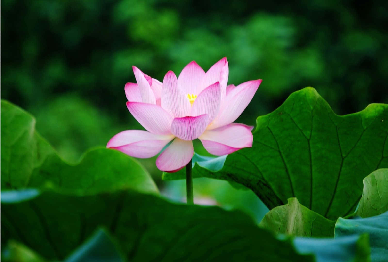 পদ্ম ফুলের সুন্দর পাপড়ি ওয়ালপেপার