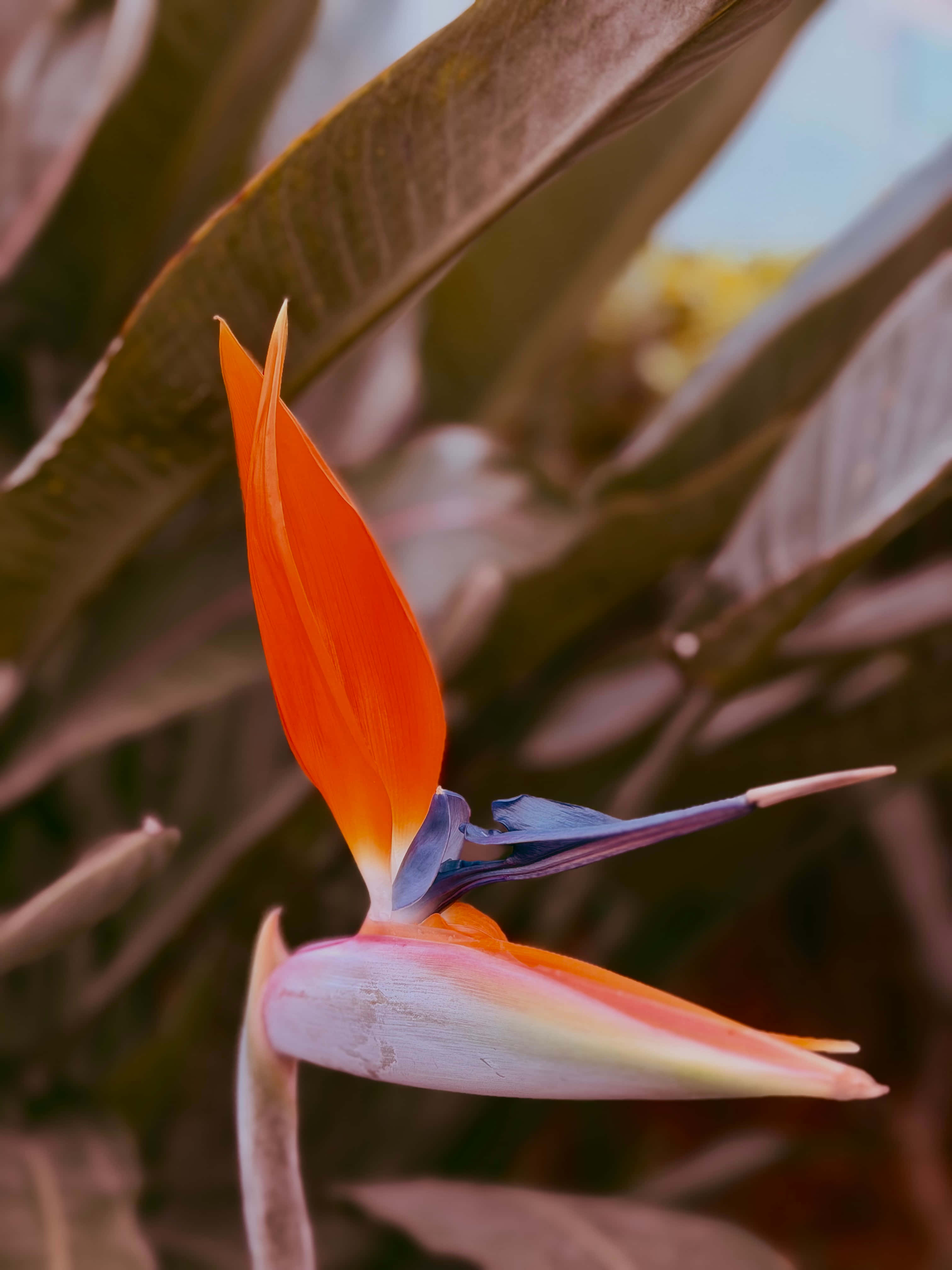 পাখির স্বর্গ ফুল ওয়ালপেপার