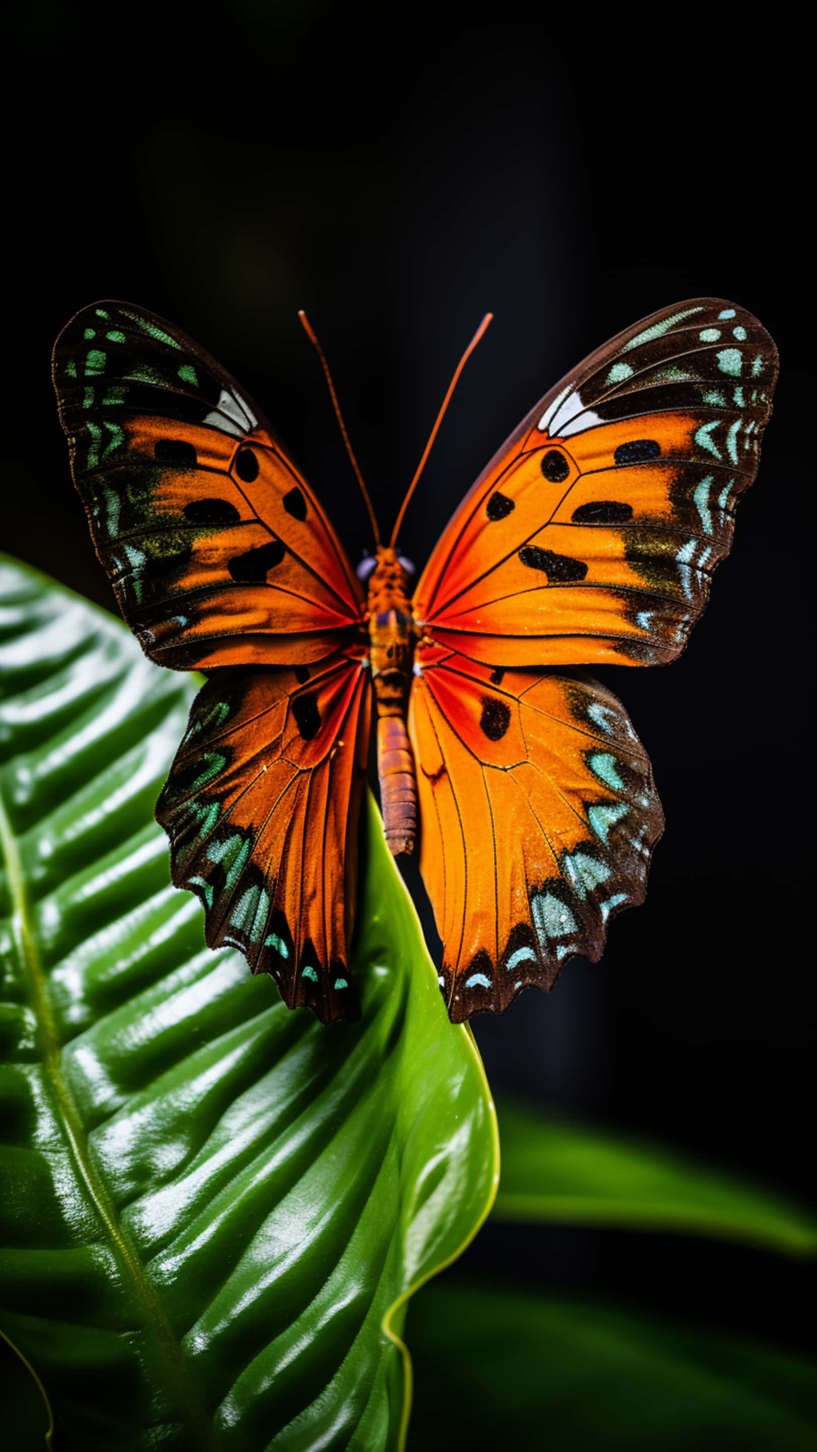 পাতায় প্রজাপতি ওয়ালপেপার