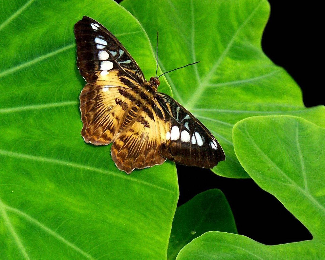 সবুজ পাতায় বাদামী ও হলুদ প্রজাপতির ওয়ালপেপার।
