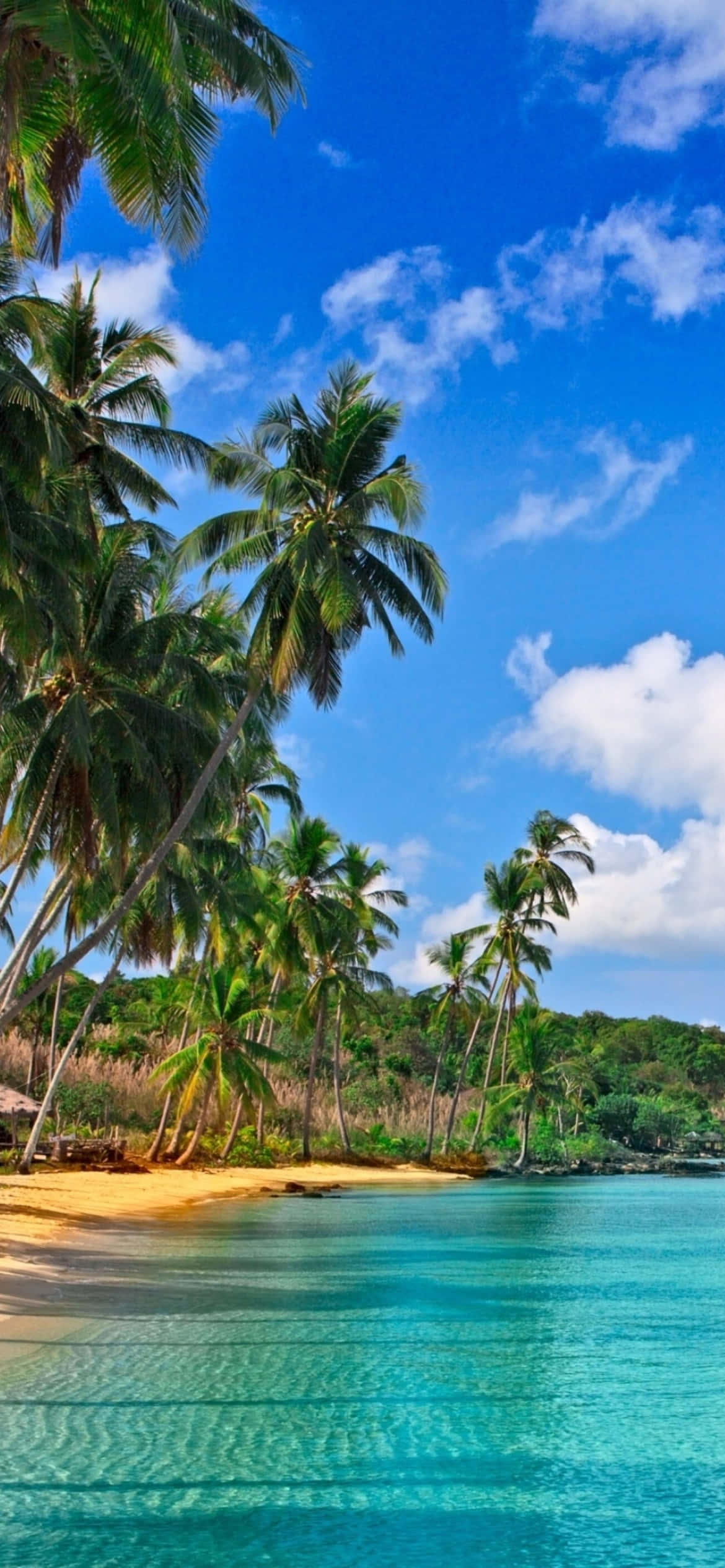 পাম গাছ এবং নীল জল সহ একটি সৈকত ওয়ালপেপার