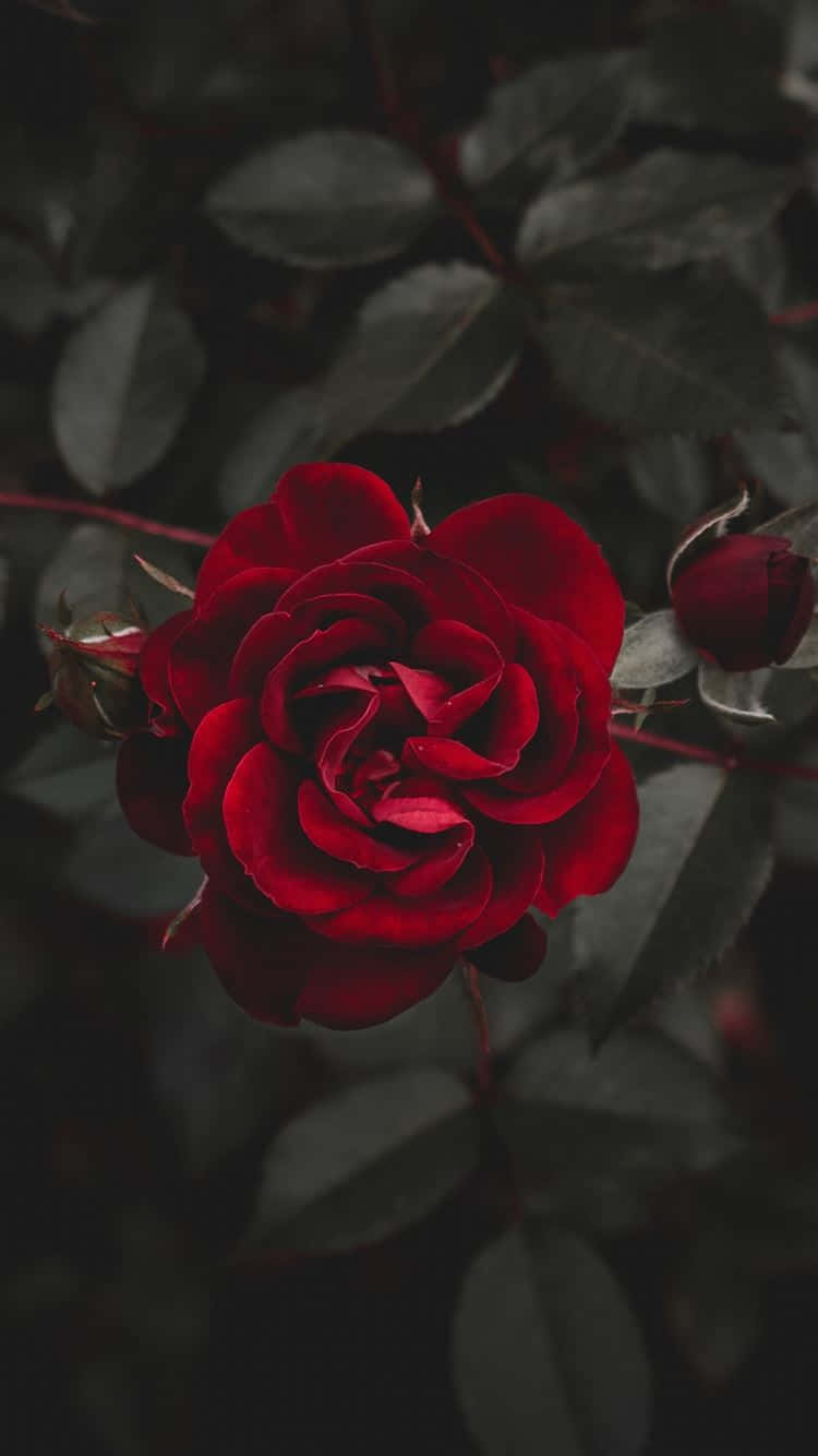 পারফেক্ট রোজ ওয়ালপেপার