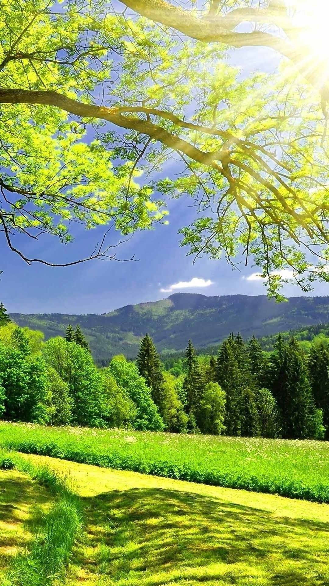 প্রকৃতি ফোন গাছ পাহাড়ের নিচে ওয়ালপেপার