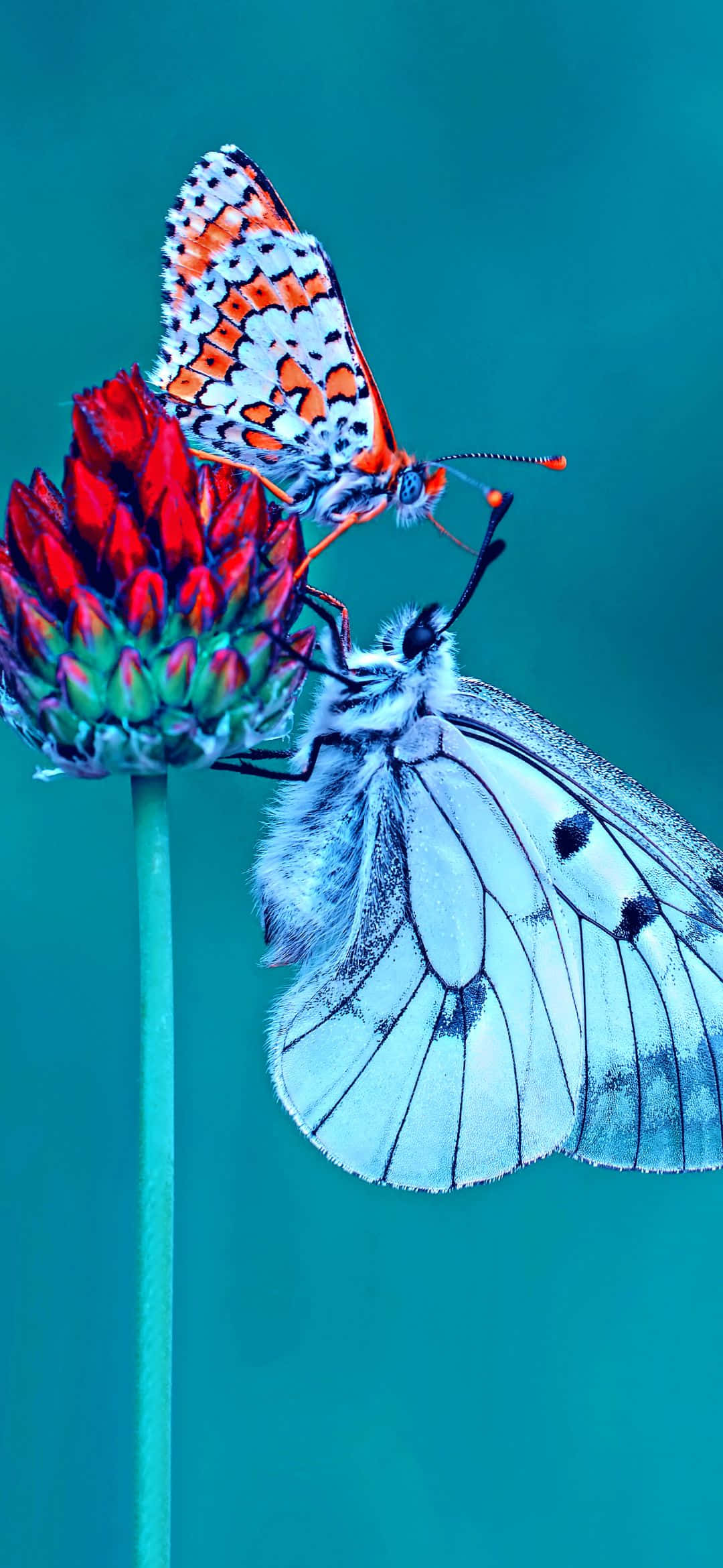 প্রকৃতির সতেজ রঙ ওয়ালপেপার