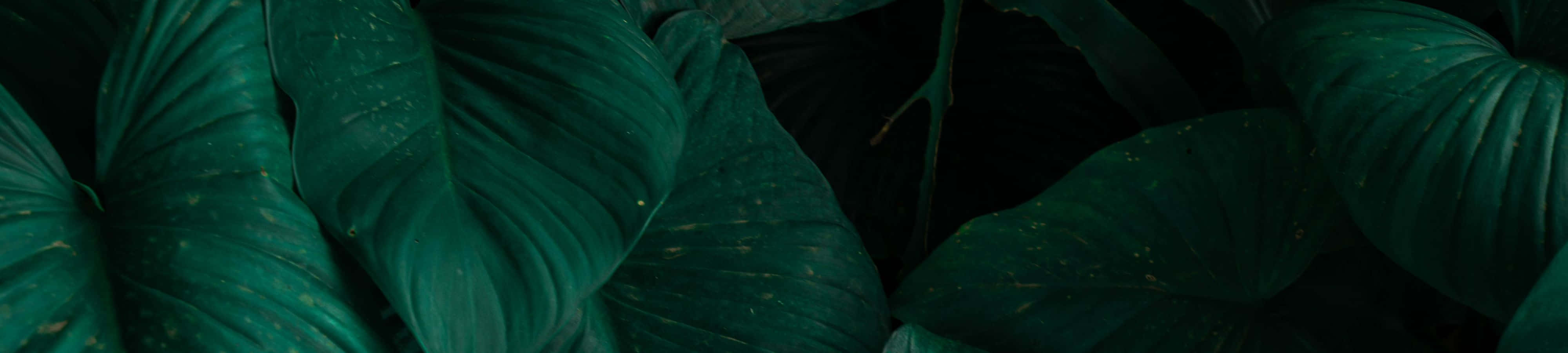 প্রকৃতির সৌন্দর্যের শান্তি ওয়ালপেপার