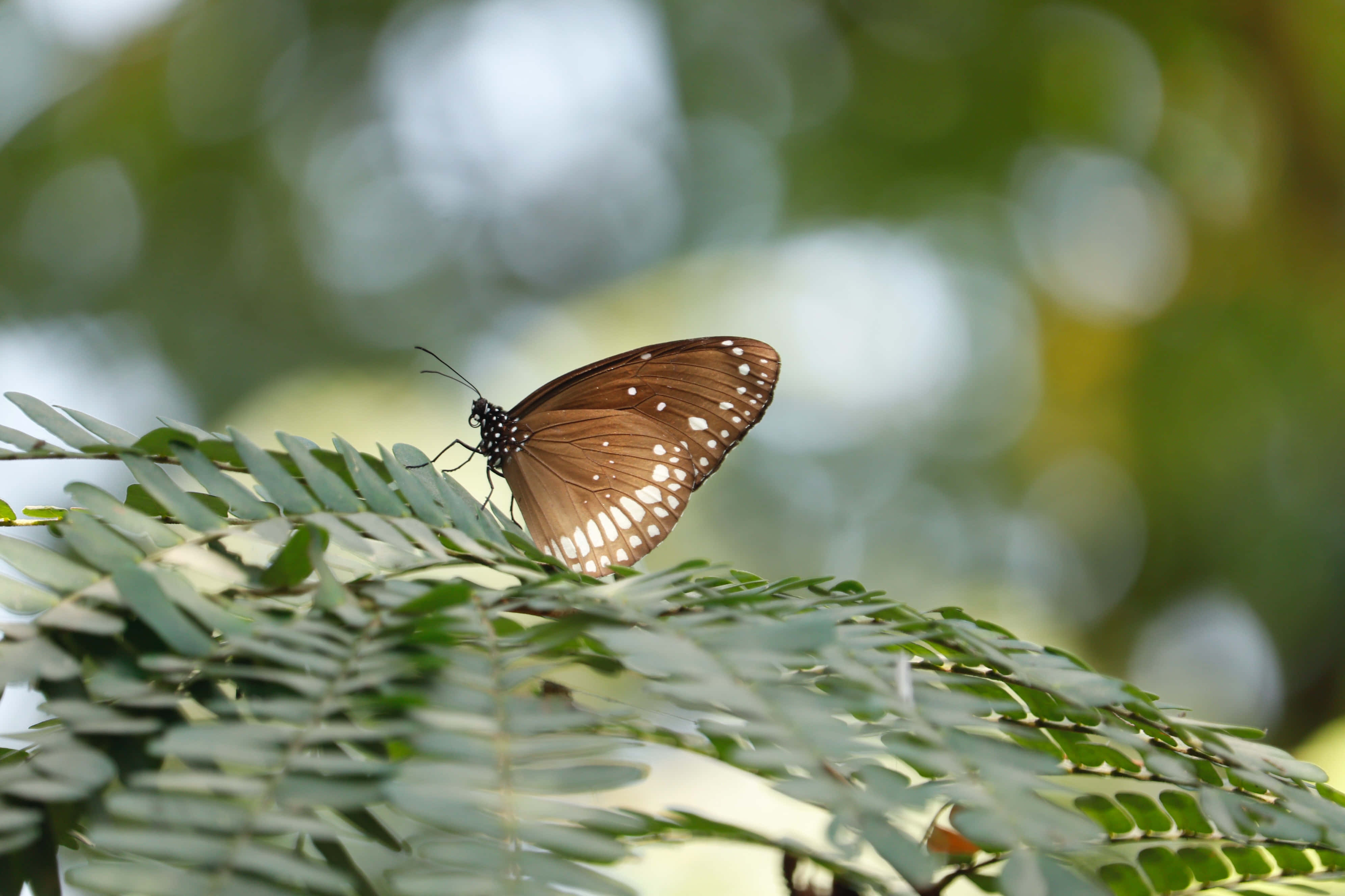 প্রজাপতি নান্দনিক ছবি ওয়ালপেপার