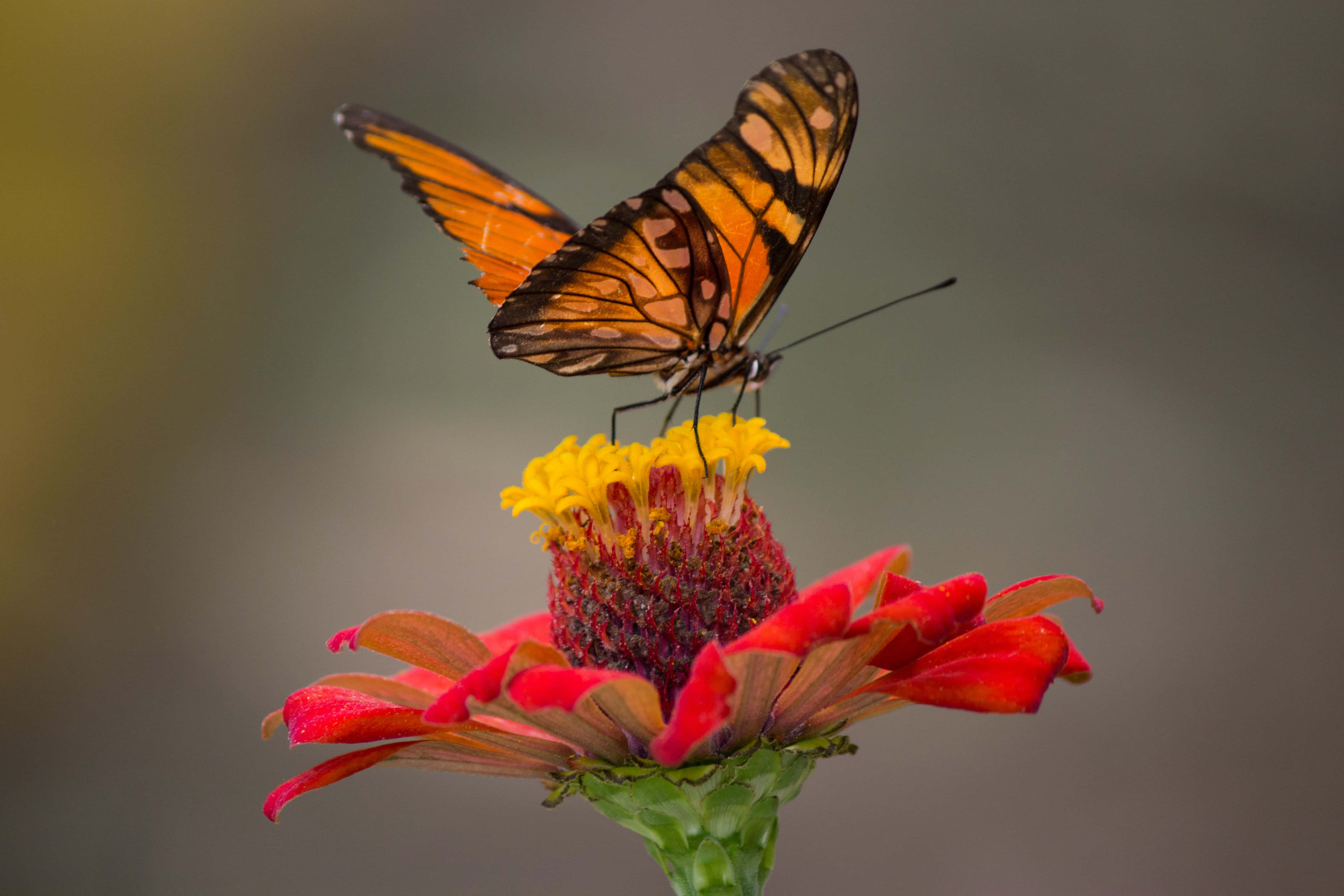 প্রজাপতি নান্দনিক ছবি ওয়ালপেপার