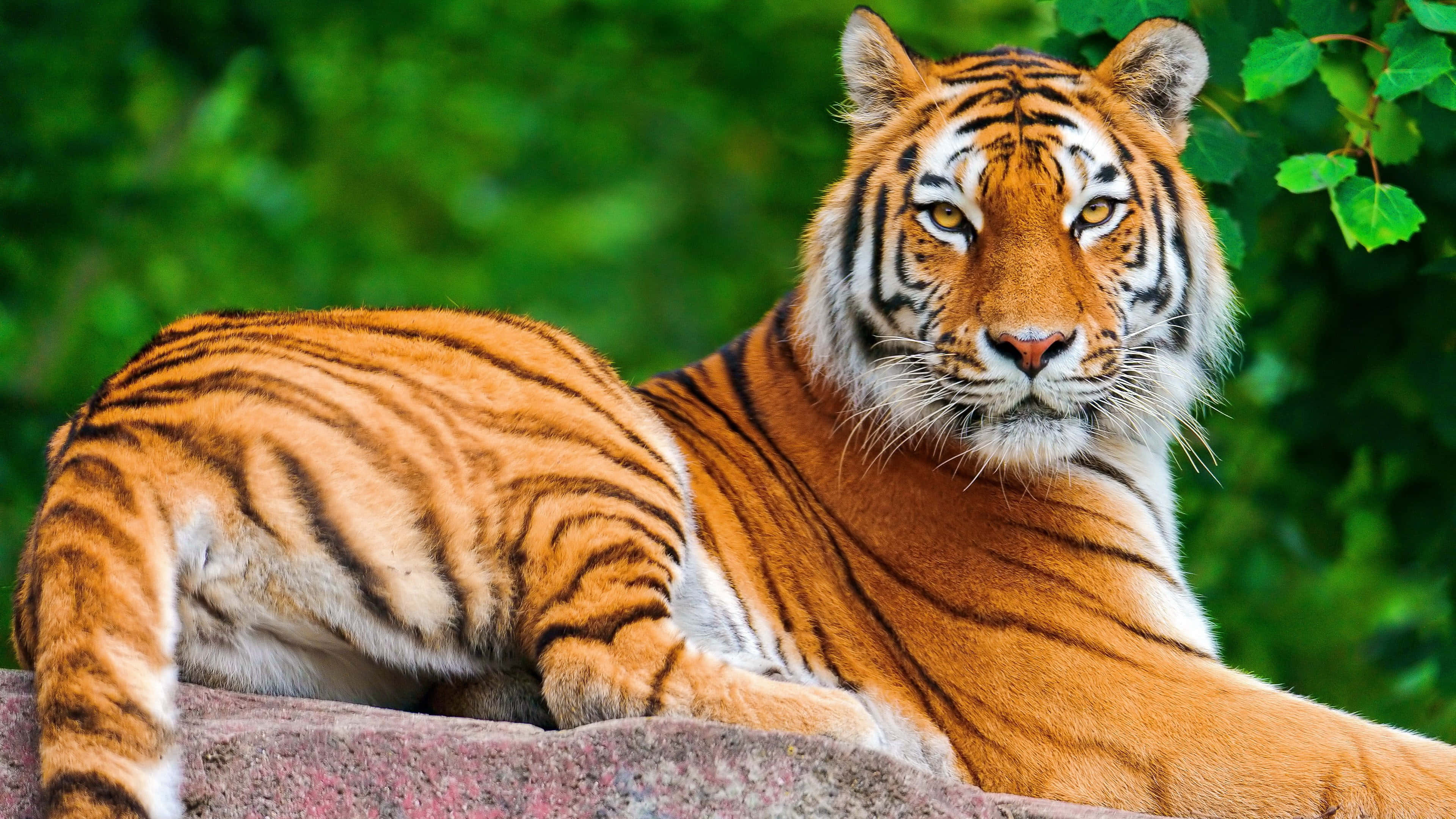 প্রাকৃতিক আবাসস্থলে রাজসিক বাঘ ওয়ালপেপার