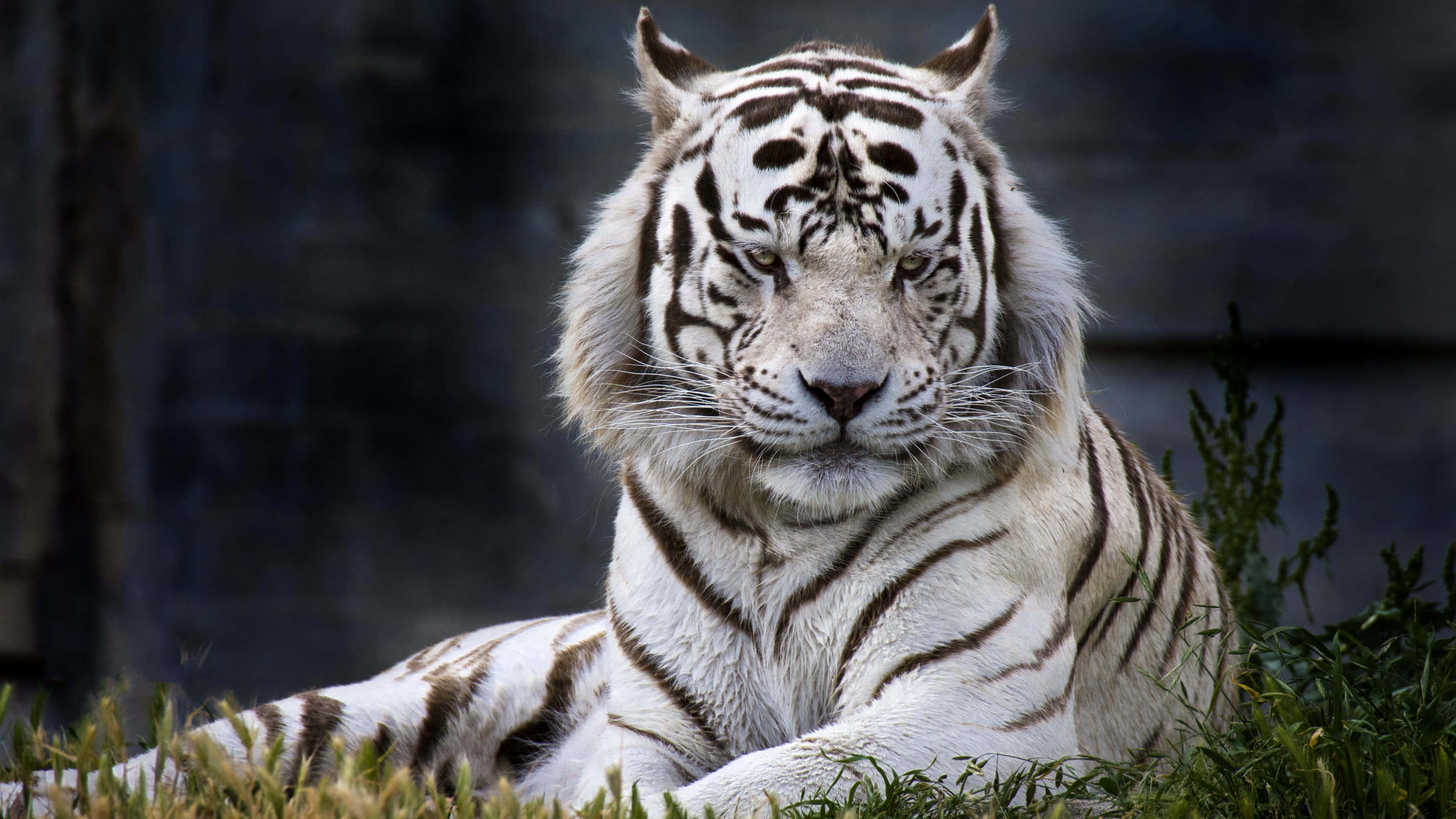 প্রাকৃতিক আবাসস্থলে রাজকীয় বাঘ ওয়ালপেপার