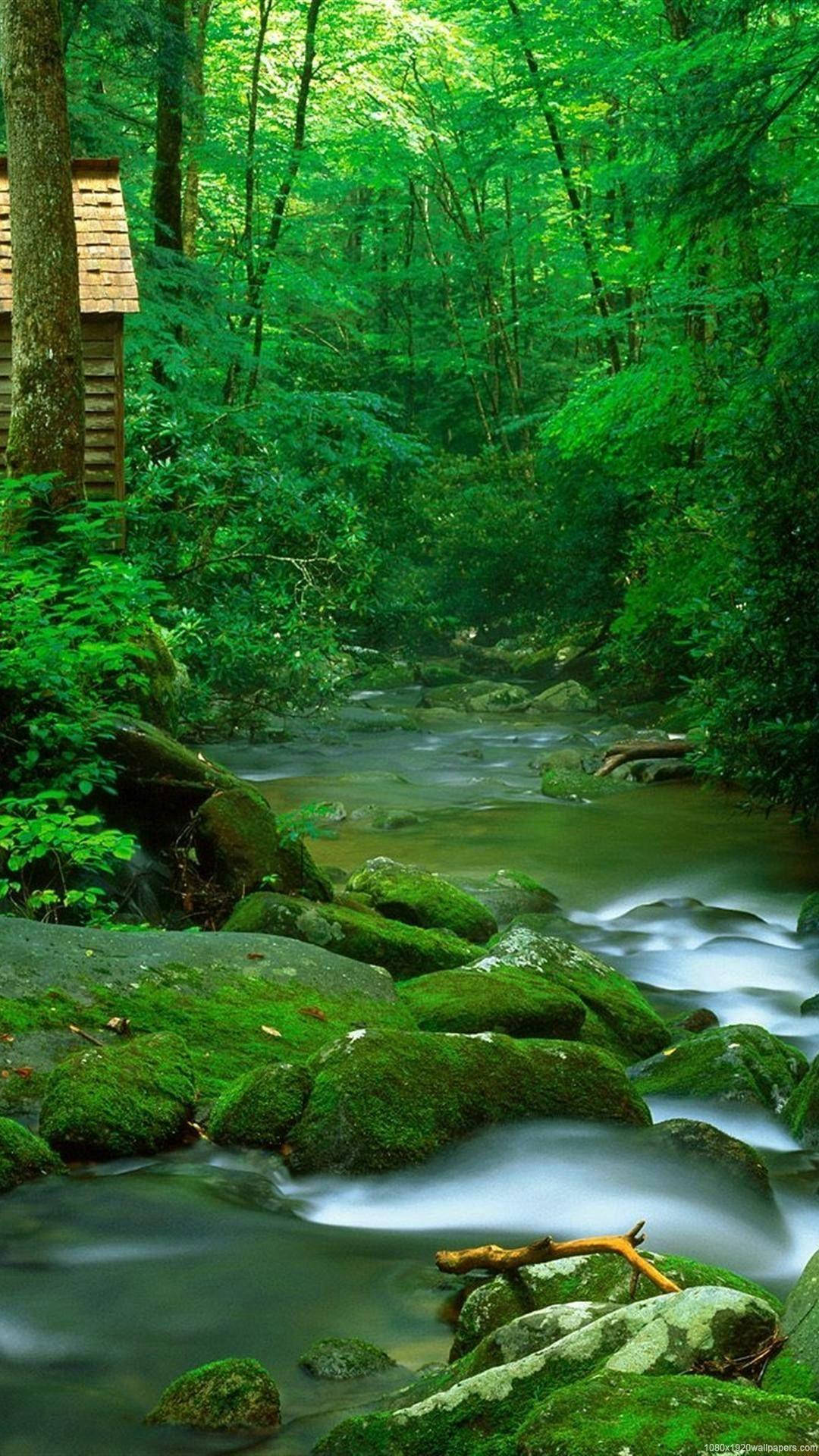 প্রাকৃতিক ফোন ক্রিক বন ওয়ালপেপার