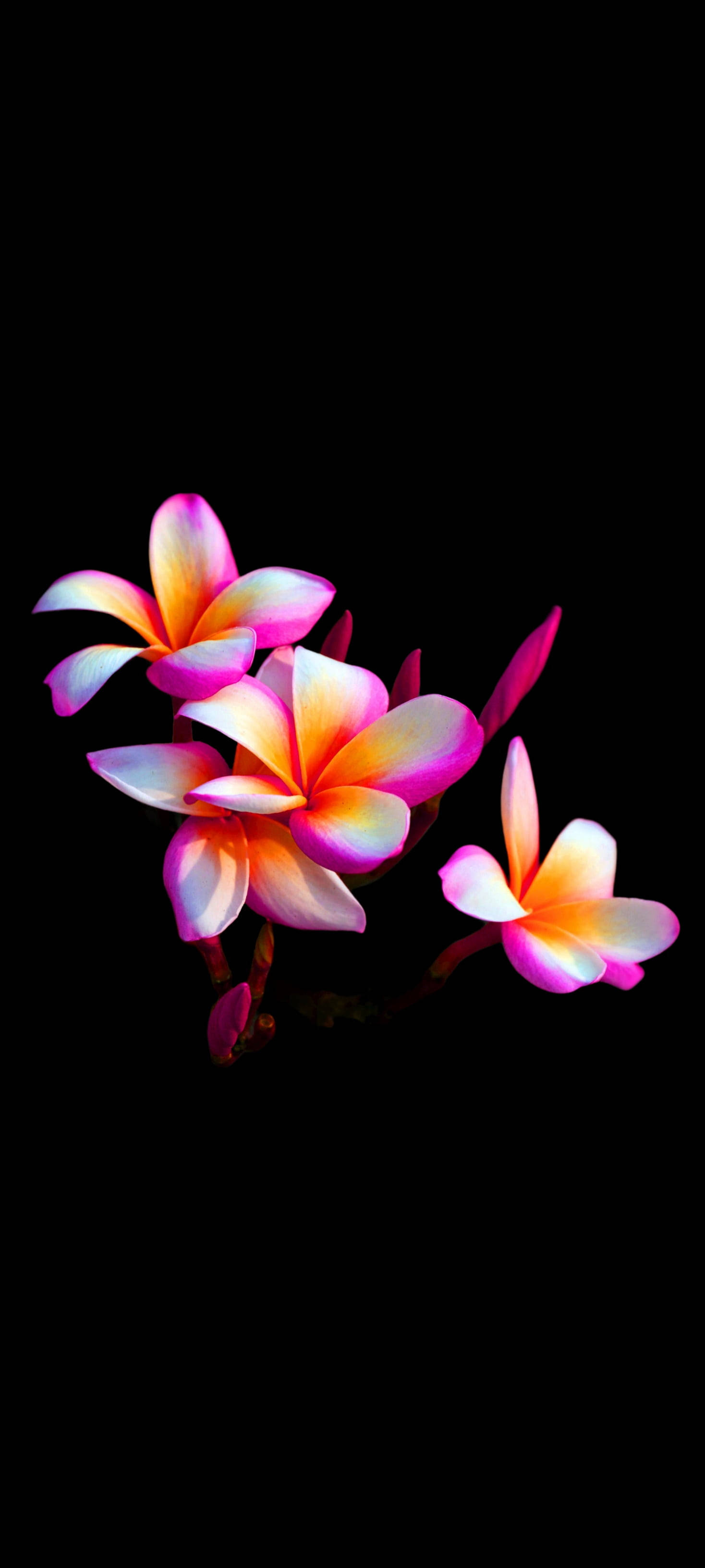 প্রিটি প্লুমেরিয়া ফুল মোবাইল ওয়ালপেপার