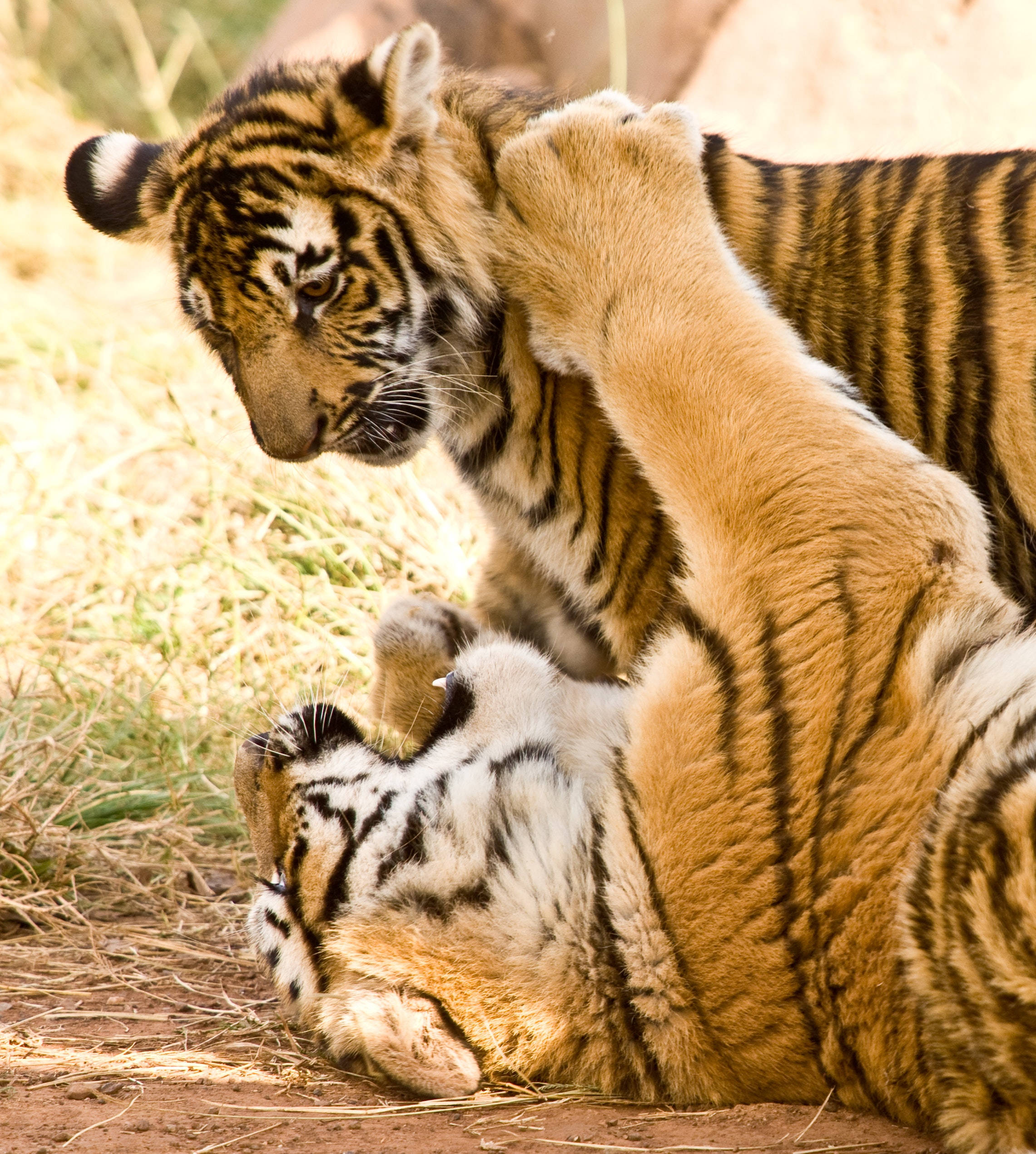 প্লে ফাইটিং টাইগার আইফোন ওয়ালপেপার