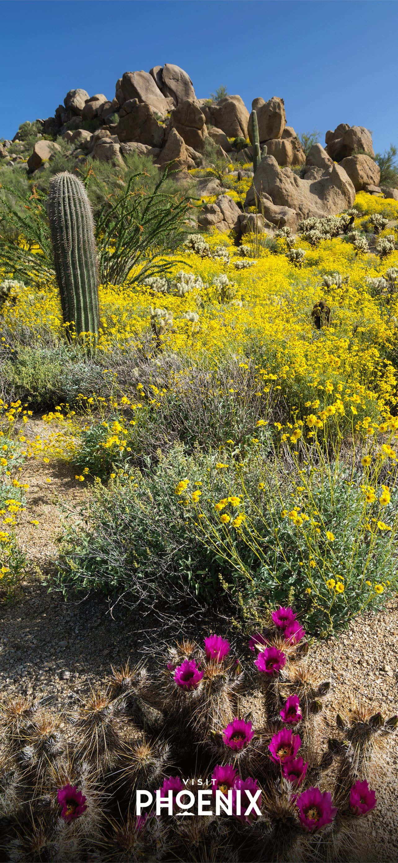ফিনিক্স, অ্যারিজোনায় স্বাগতম ওয়ালপেপার