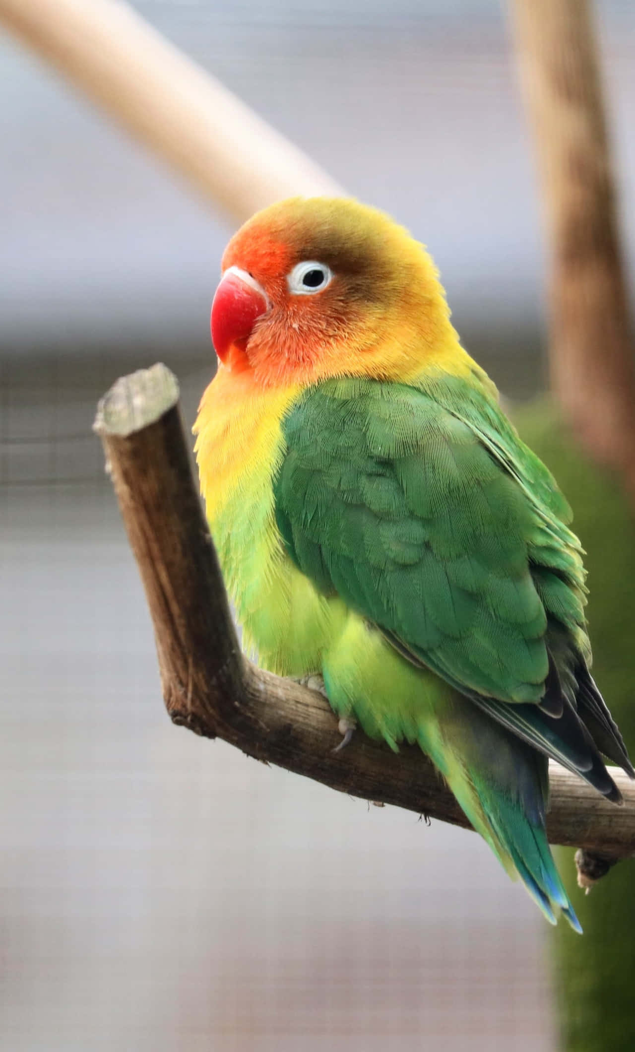 ফিশার লাভ বার্ড আইফোন ওয়ালপেপার
