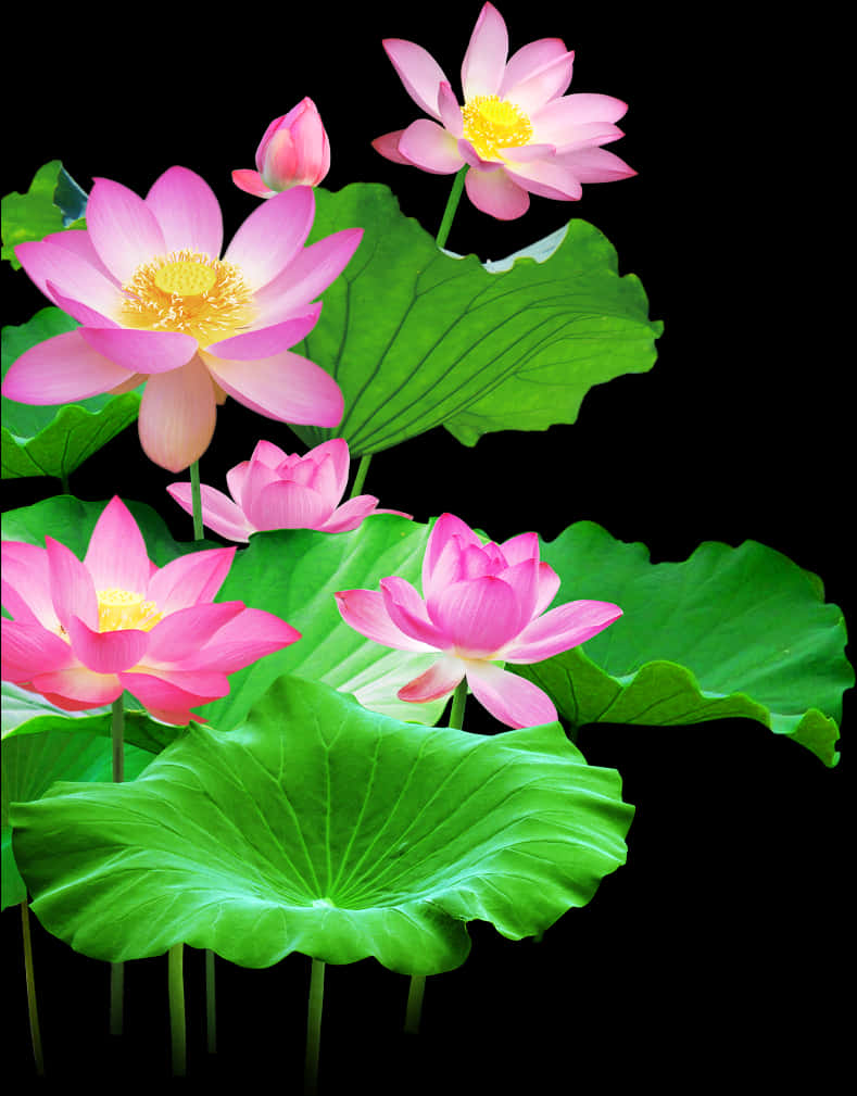 ফুটন্ত পদ্ম ফুল ও পাতা ওয়ালপেপার