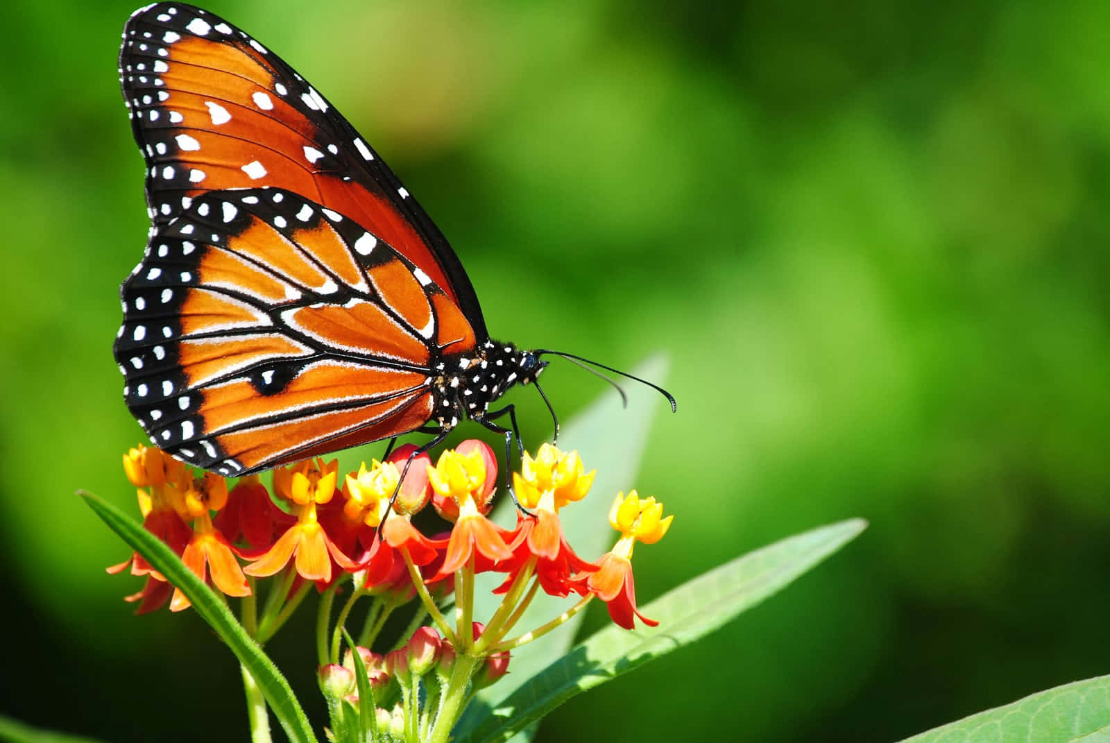 প্রজাপতি ডেস্কটপ