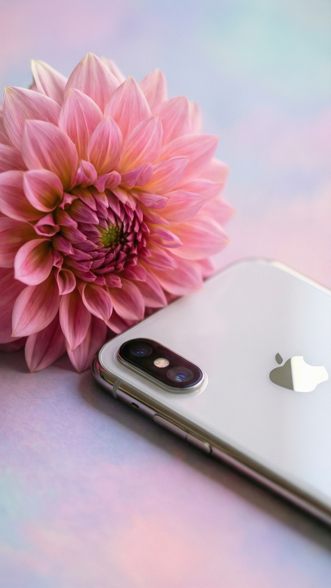 ফুলের সৌন্দর্য iPhone XR ওয়ালপেপার