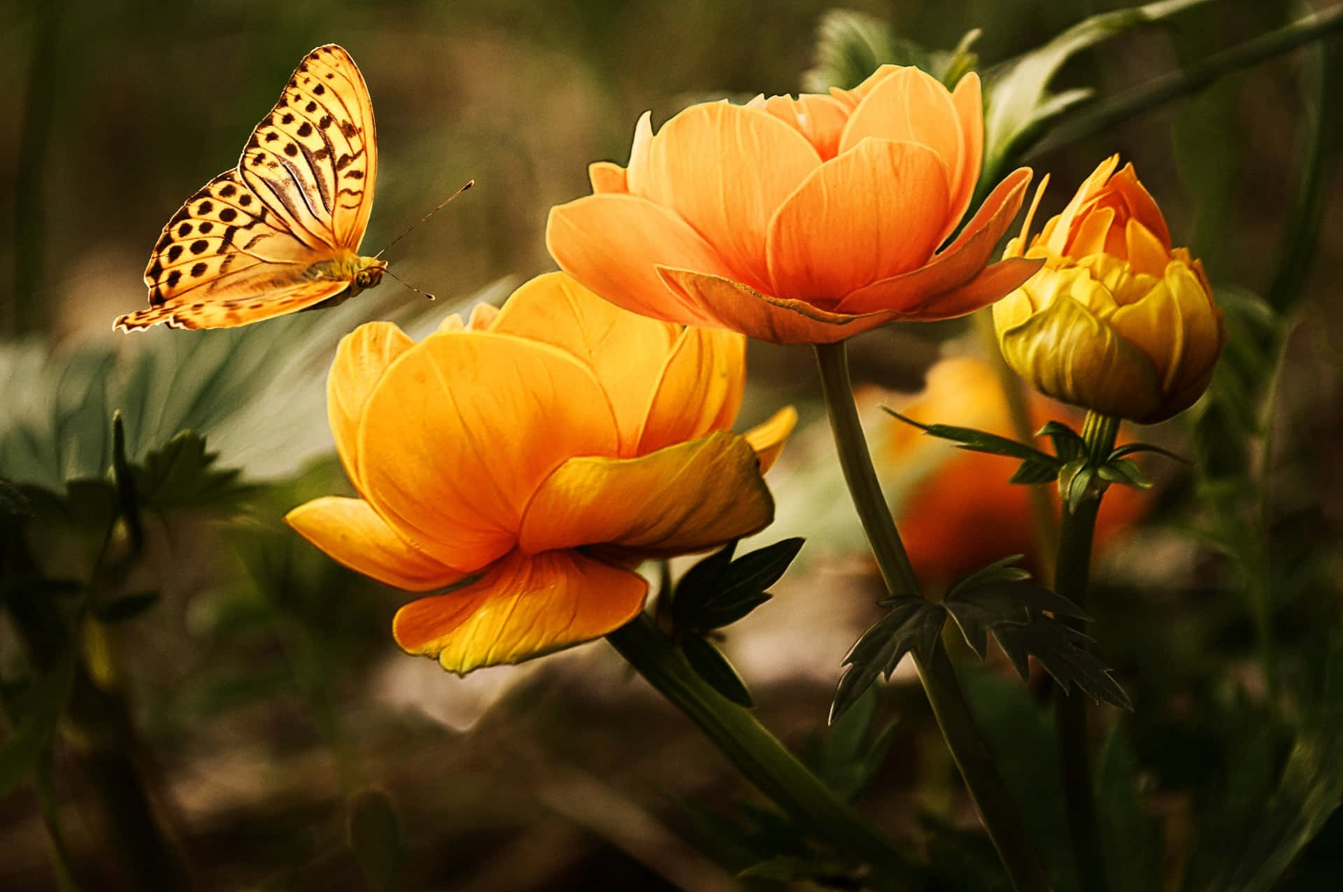 ফুল ও প্রজাপতি