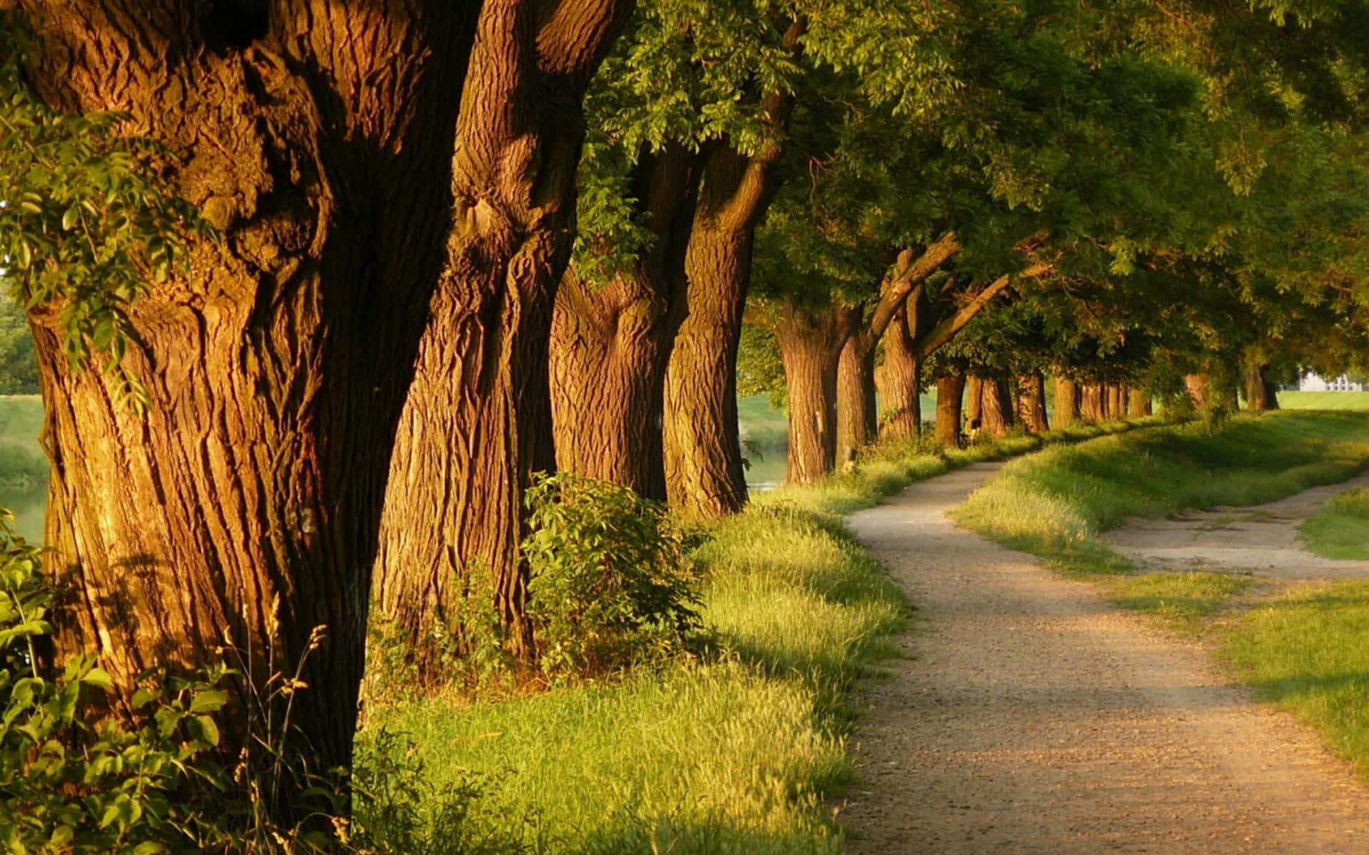 বড় গাছের পাশের পথ ওয়ালপেপার