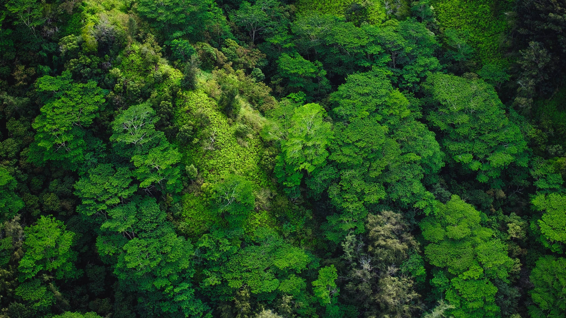 বনভূমির আকাশ থেকে দৃশ্য ওয়ালপেপার