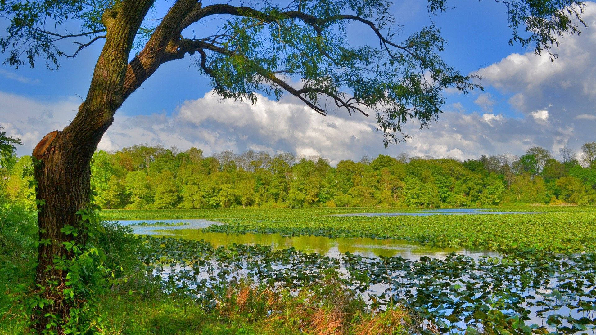 বনের হ্রদ প্রকৃতি ওয়ালপেপার।