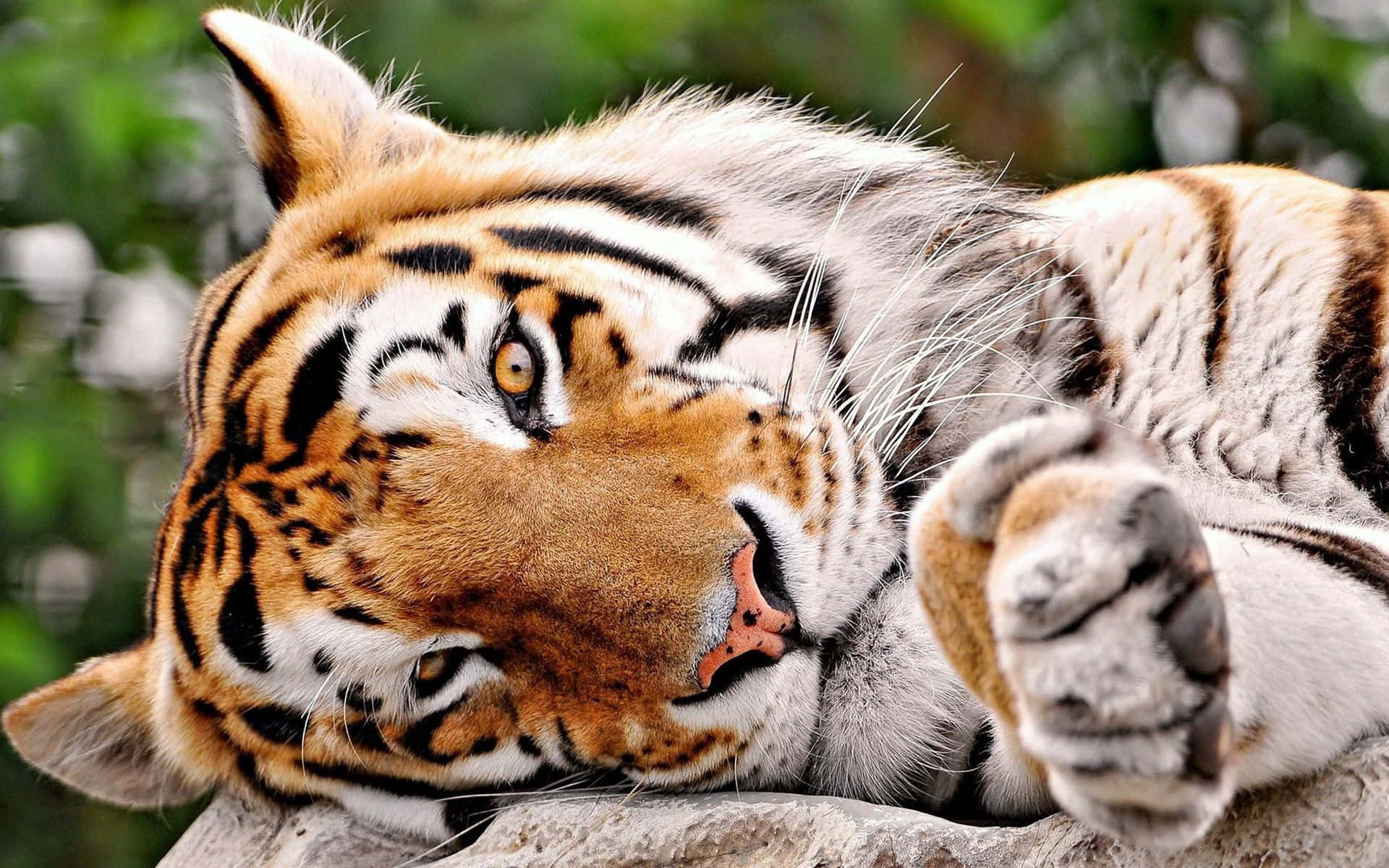 বন্য অঞ্চলে মহিমান্বিত বাঘ ওয়ালপেপার