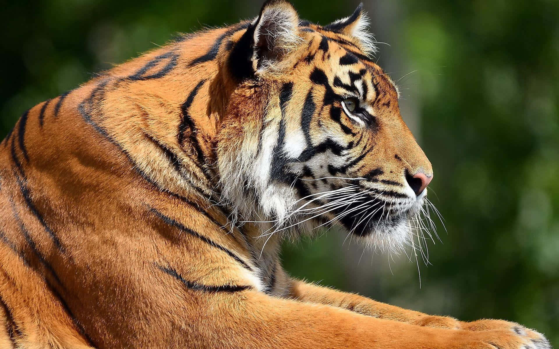 বন্য পরিবেশে বিচরণশীল মহিমান্বিত বাঘ ওয়ালপেপার