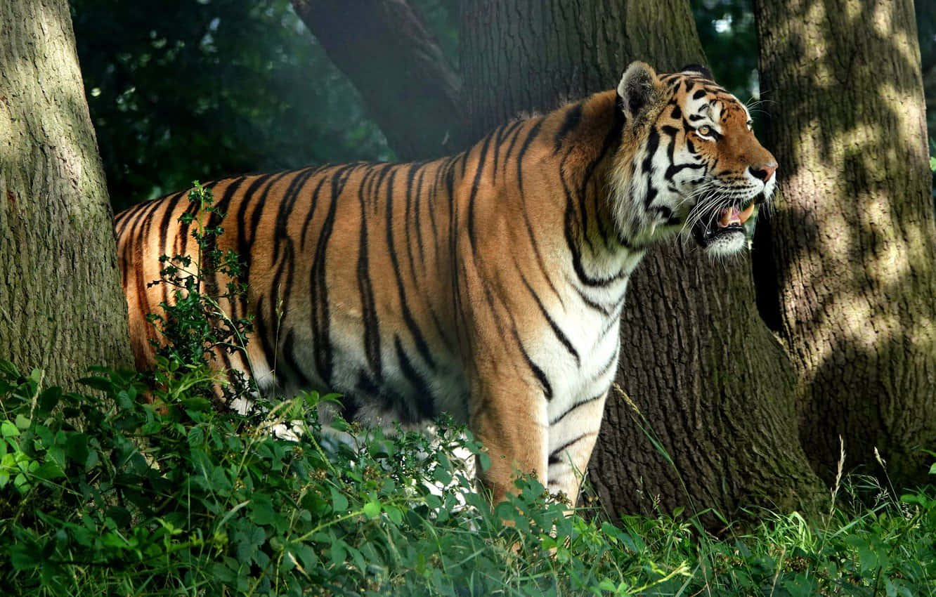 বন্য পরিবেশে রাজকীয় বাঘের বিচরণ ওয়ালপেপার