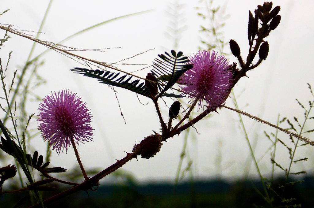 বন্য মিমোসা ফুল ওয়ালপেপার