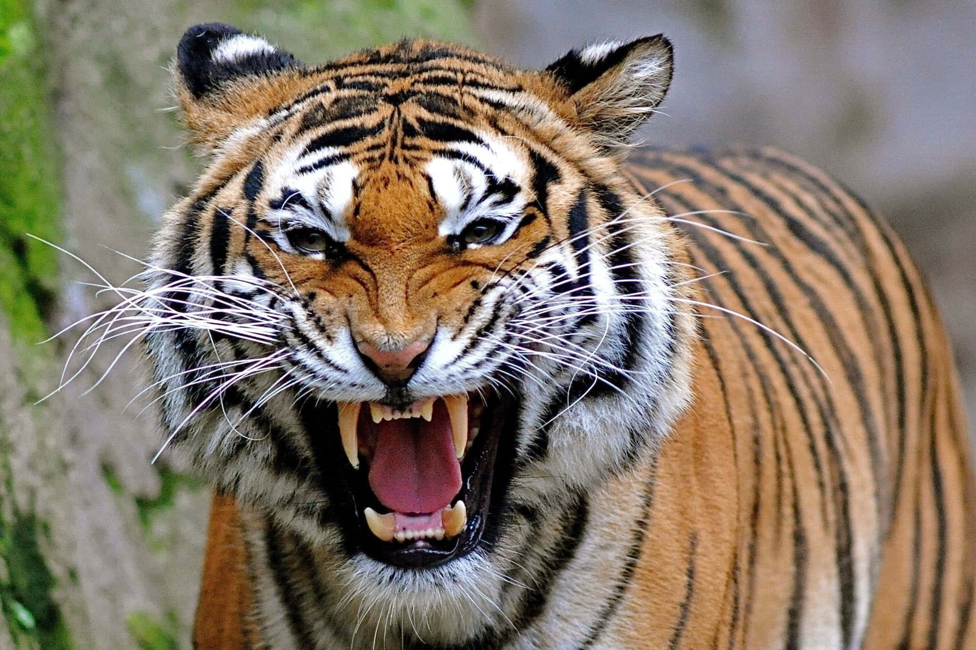বন্যের মধ্যে মহিমান্বিত বাঘ ওয়ালপেপার