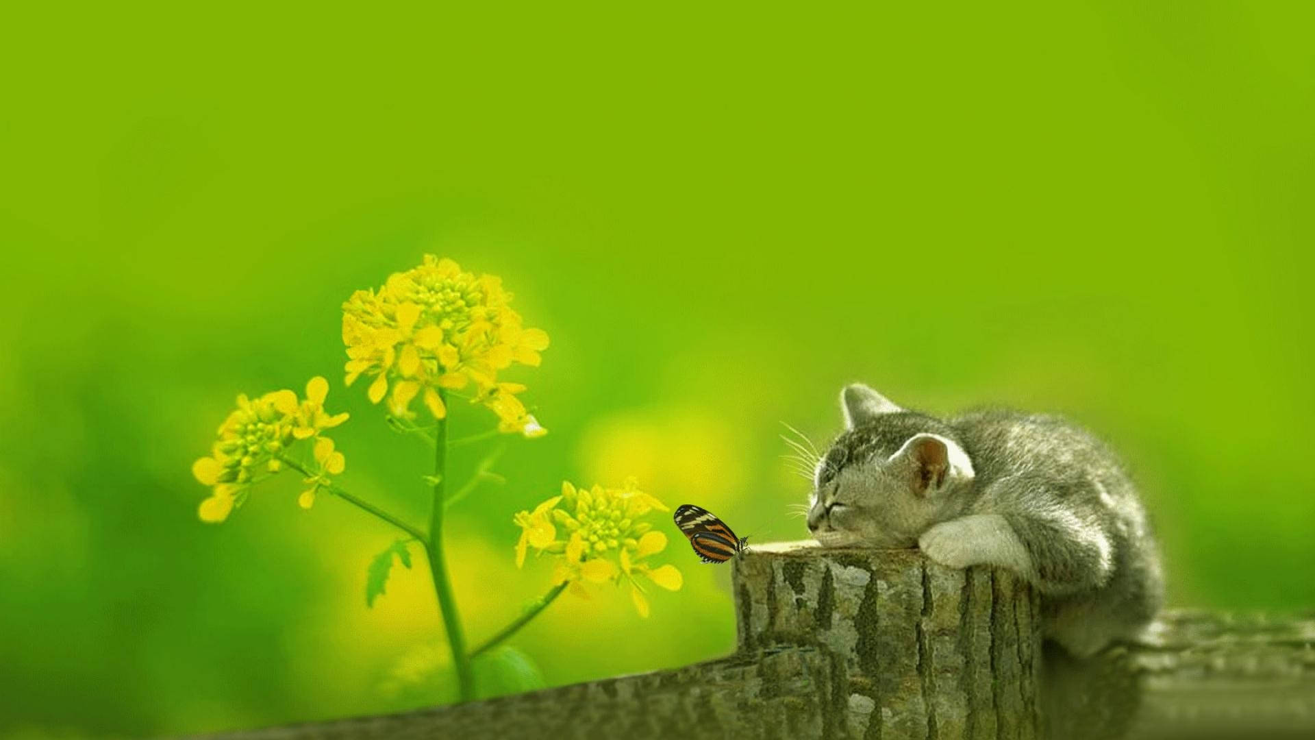 বসন্তে ঘুমন্ত সুন্দর বিড়ালছানা ওয়ালপেপার