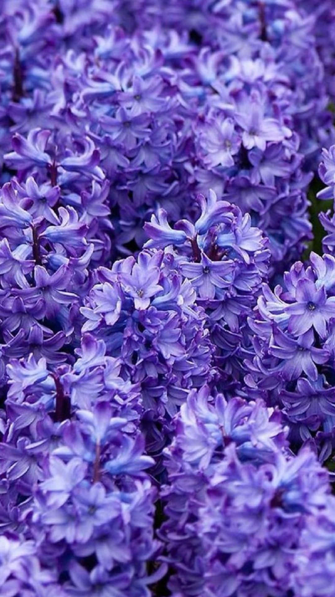 বাগানে বেগুনি ফুলের ক্লোজ-আপ ওয়ালপেপার