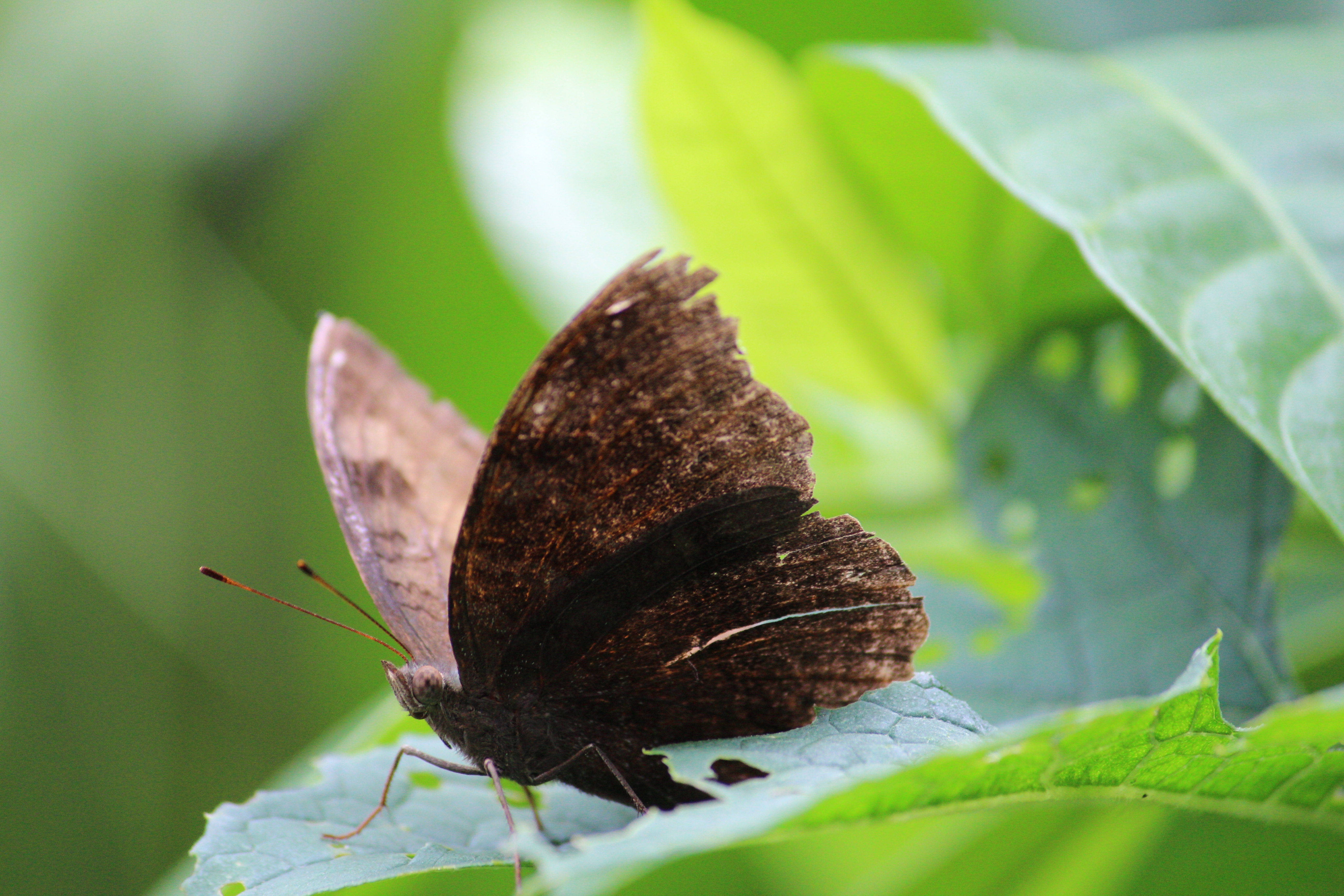 বাদামি নান্দনিক প্রজাপতি ওয়ালপেপার
