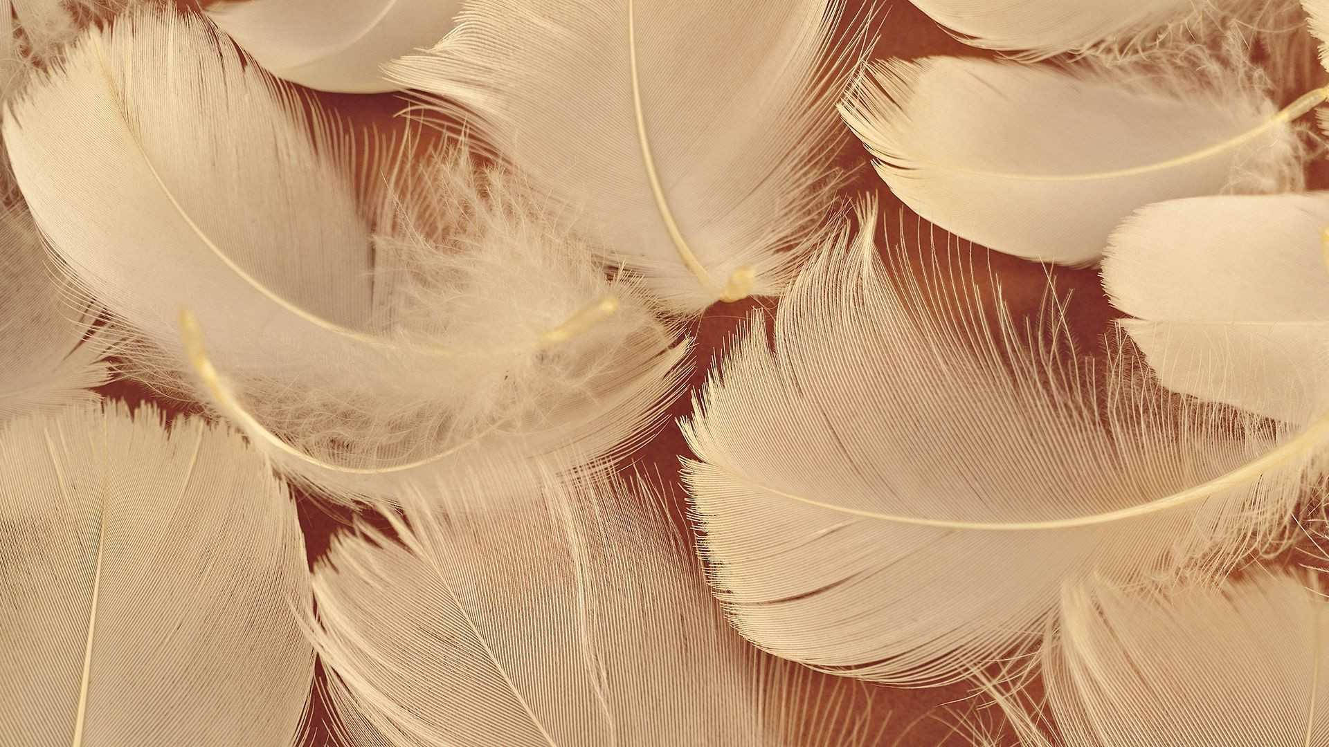 বাদামি পাখির পালকের নান্দনিক ছবি ওয়ালপেপার