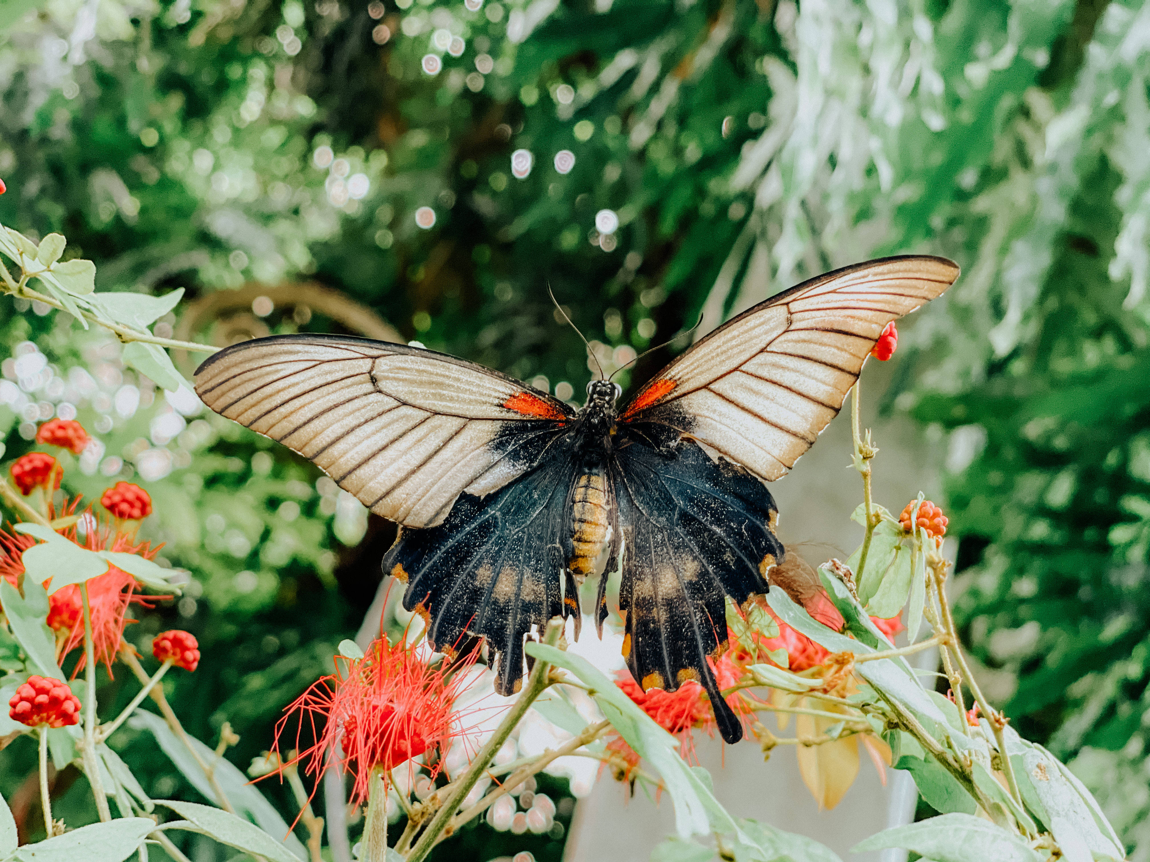 বিশাল নান্দনিক প্রজাপতি ওয়ালপেপার